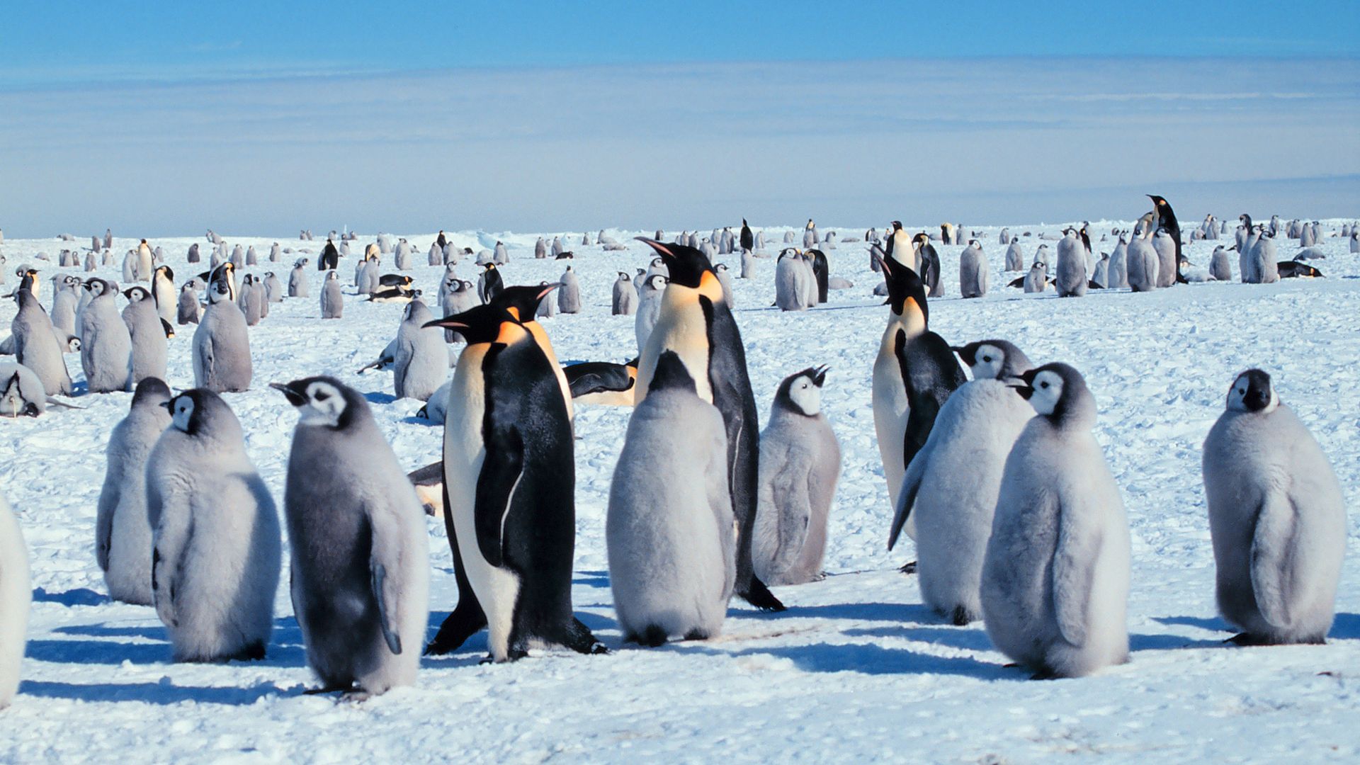 Emperor penguins with their young ca. 2006.