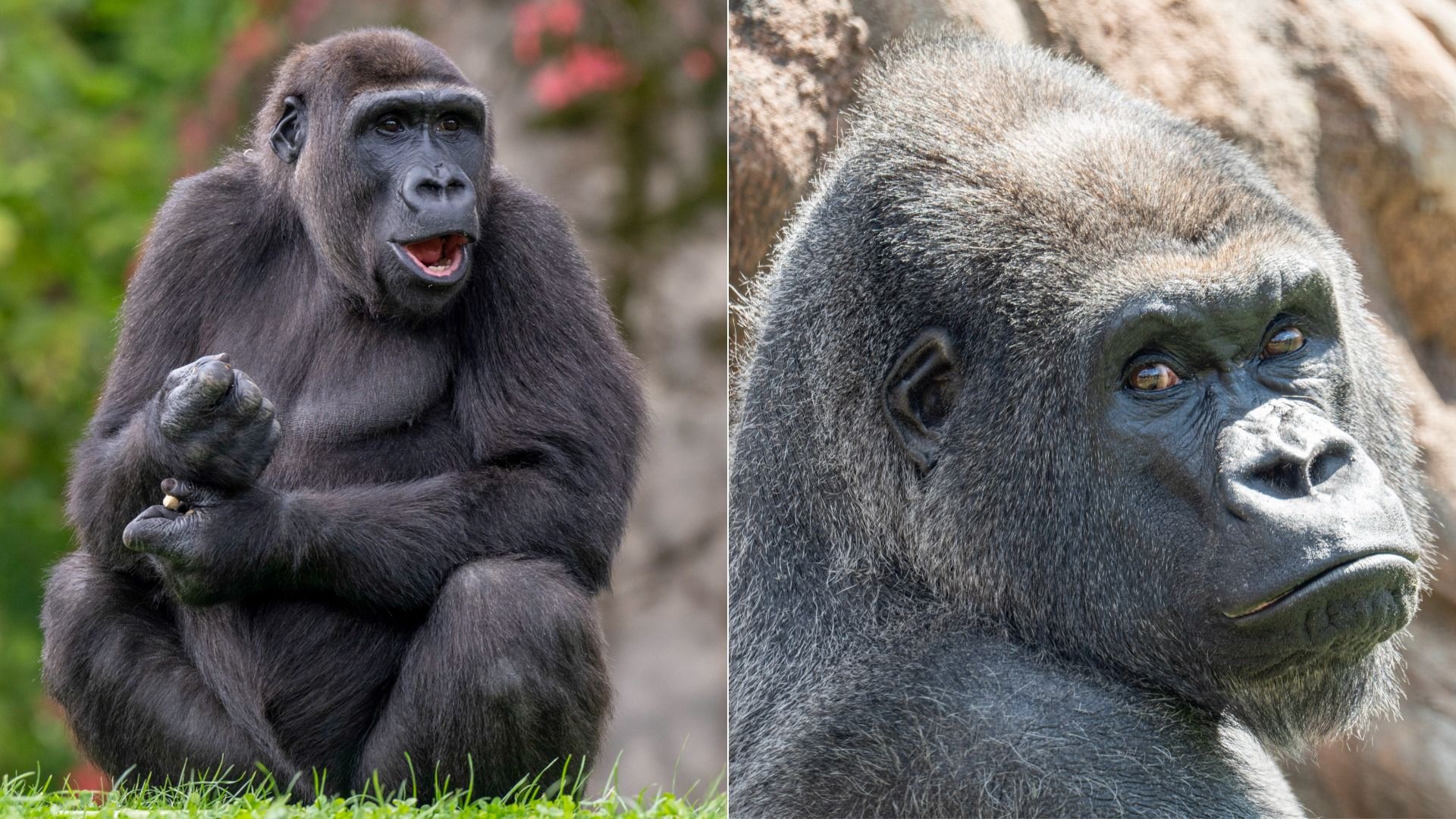 Split image of two gorillas: left shows a dark-furred adult with open mouth and raised hand, seated on grass; right is a close-up of a gray, textured-face gorilla with keen eyes.