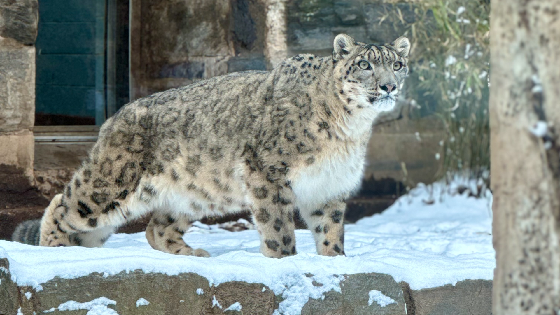 A snow leopard