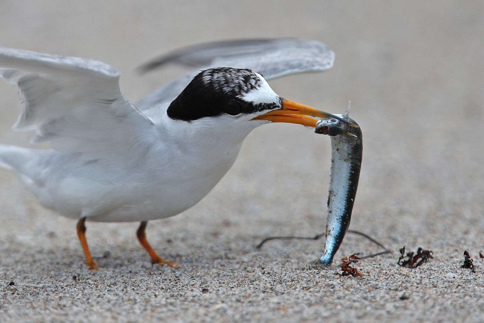 Tern with white body and black cap clamps a small blue-silver fish in its orange beak on a sandy beach.