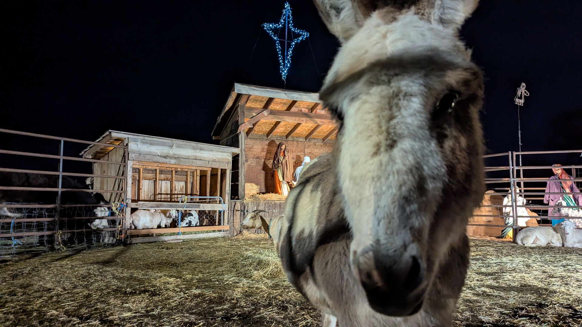 A donkey blocks a camera's view of a nativity scene at a corral. 