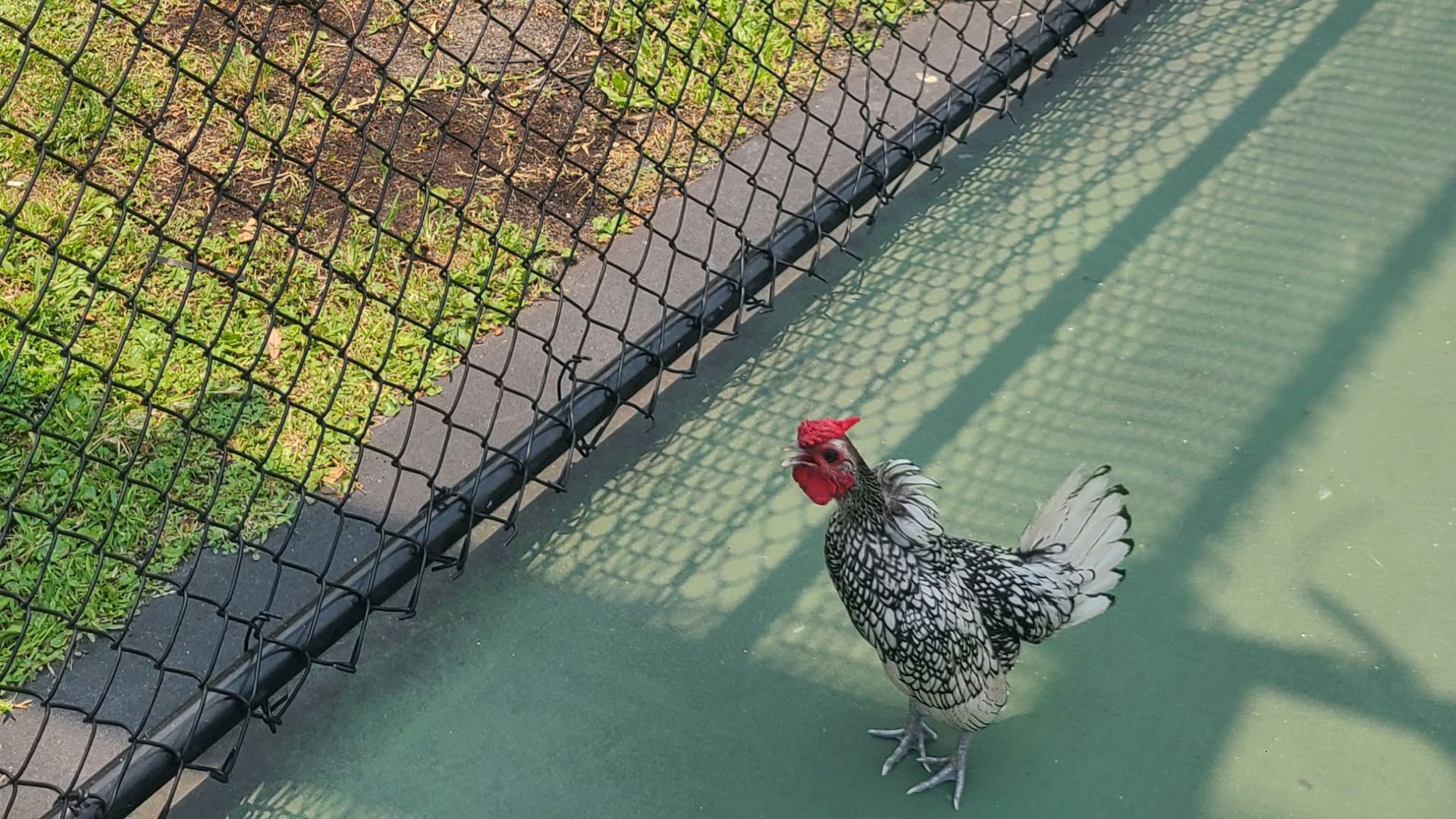Rooster on a green court beside a diagonal chain-link fence; diamond-shaped shadows cross the ground, with grass and a path visible beyond the fence.