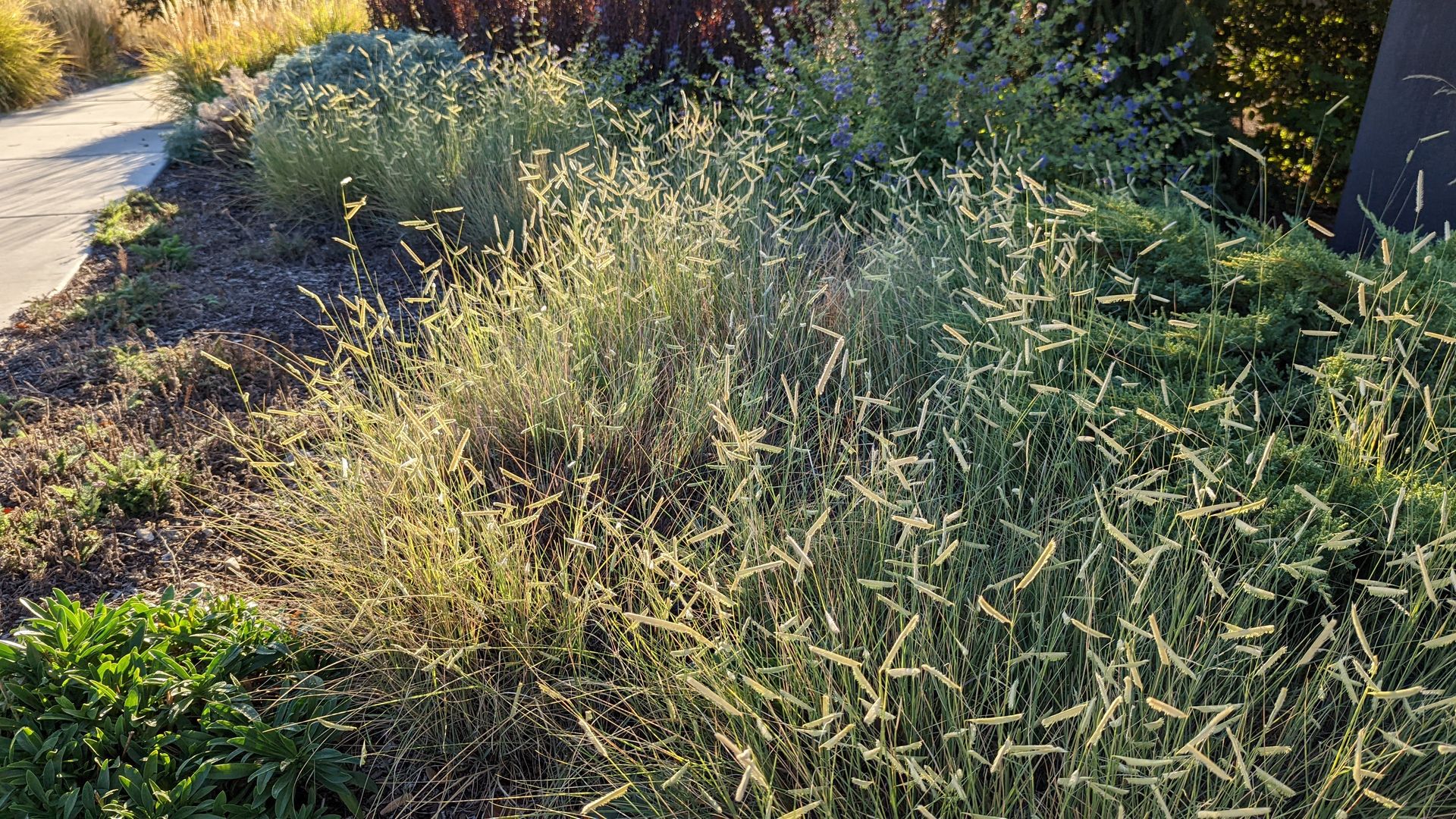 Blue gramma grass is in a garden with other plants.