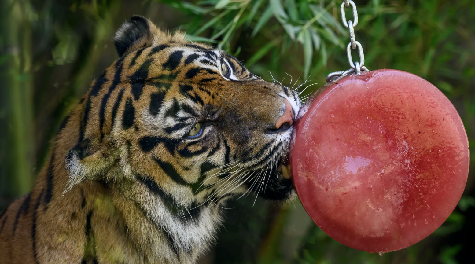 A Sumatran tiger cools off with a block of frozen fruit as temperatures hit 104°F at Rome Zoo in Italy on July 19. The Italian government has issued red alerts for 16 cities due to the searing, days-long heat wave. 