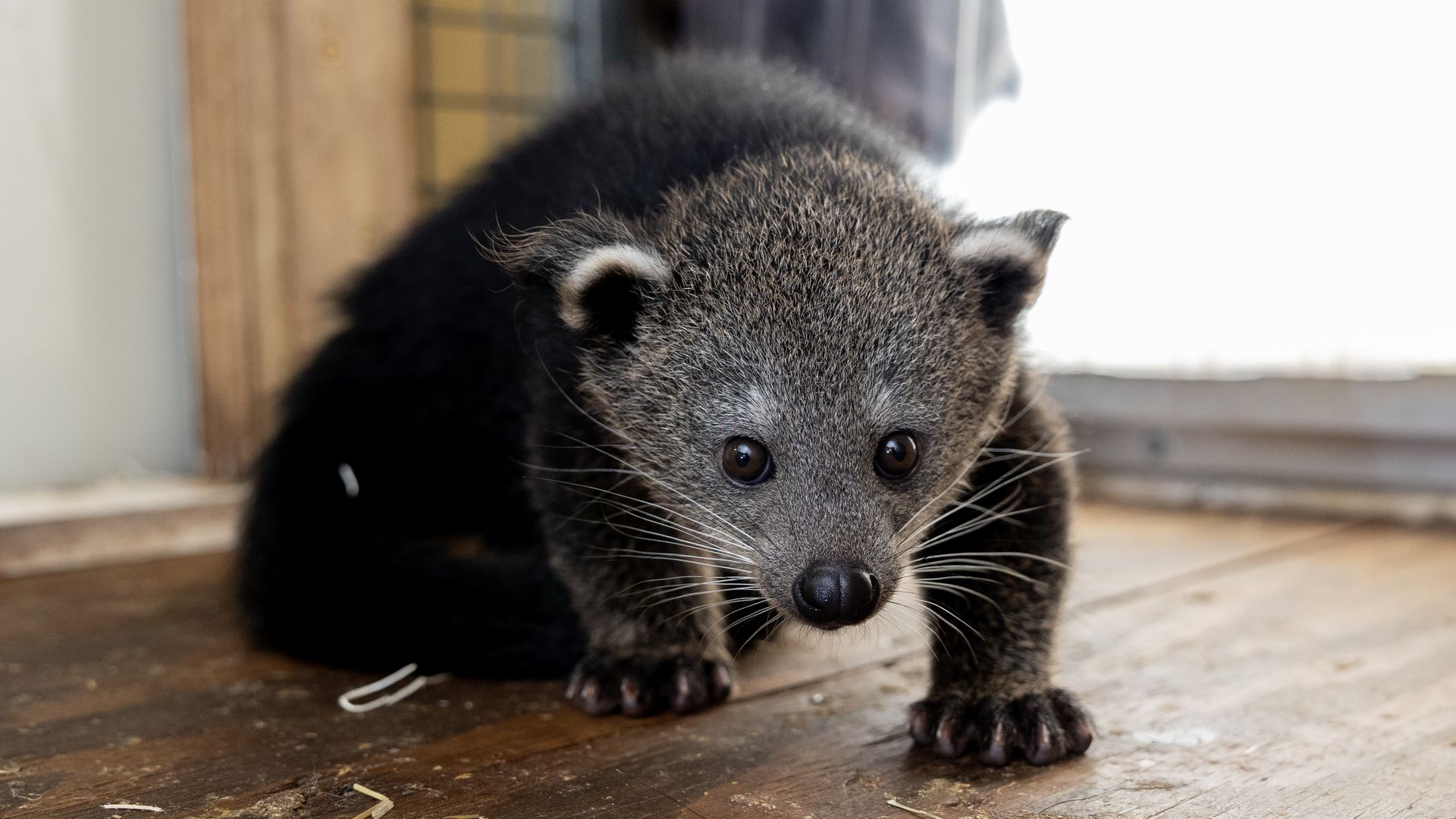 A photo of a black baby binturong, or bearcat, crawling across the floor toward the camera