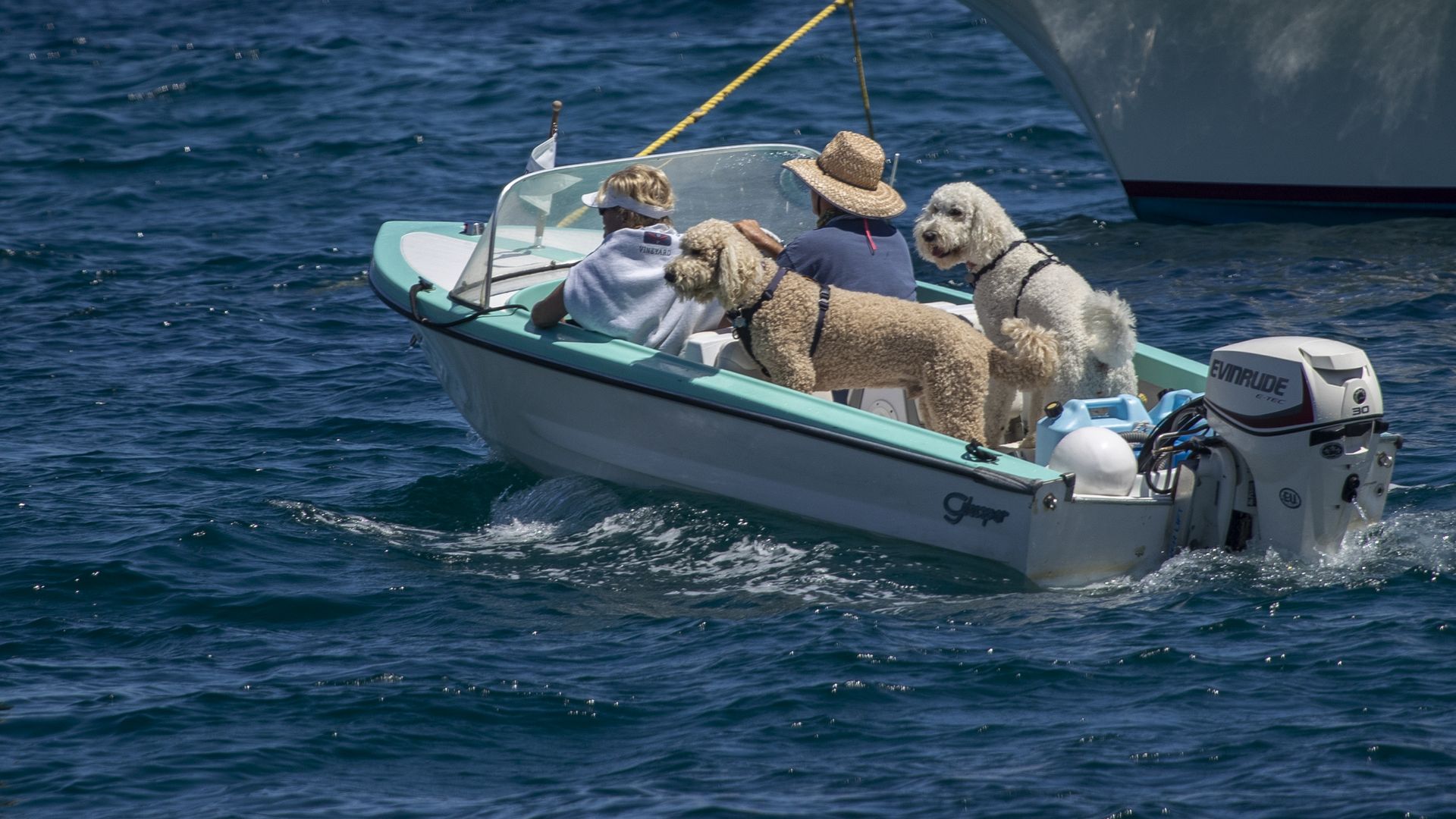 boat with dogs