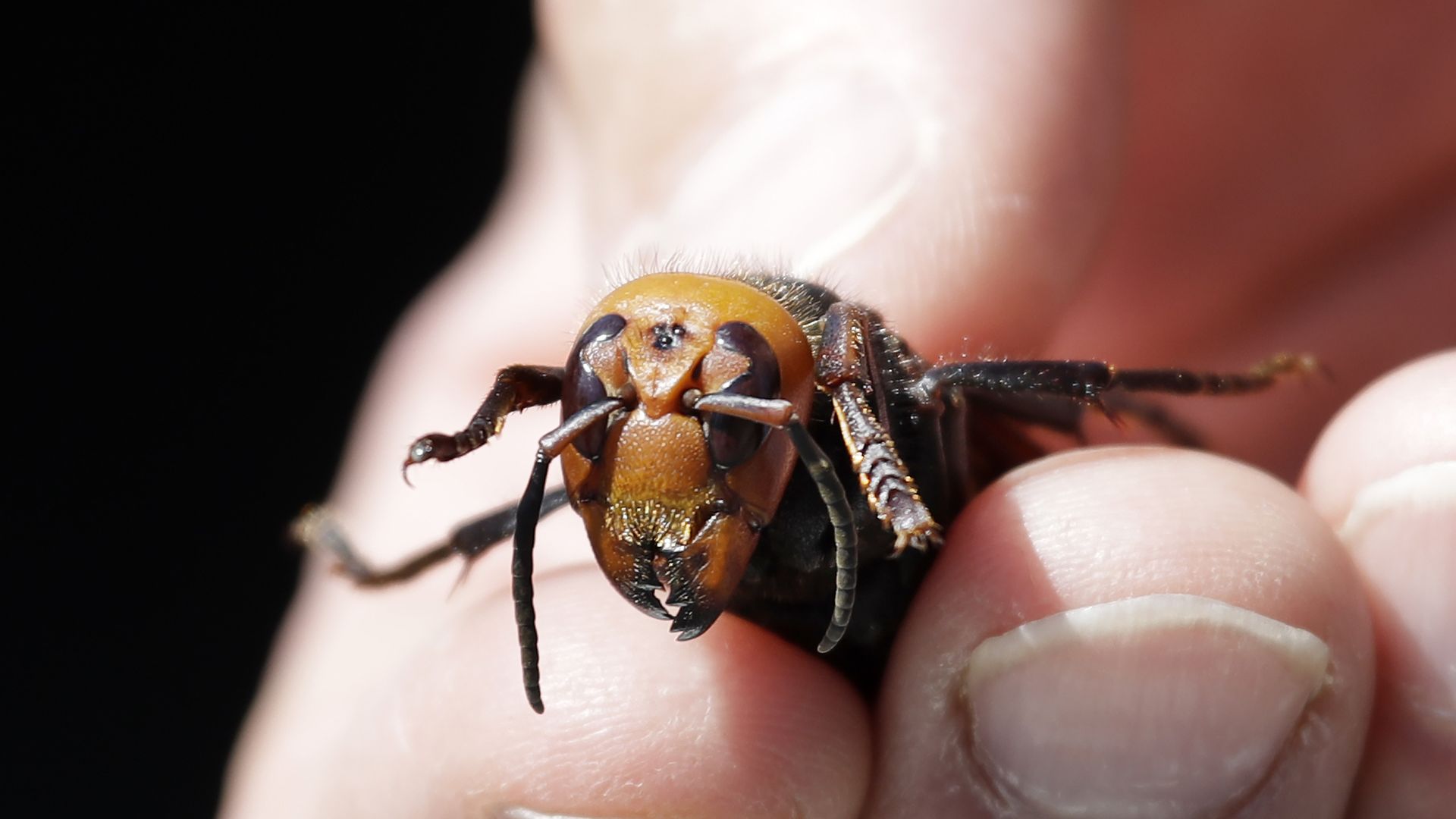 A close up view of the head of a northern giant hornet held in a person's hand.