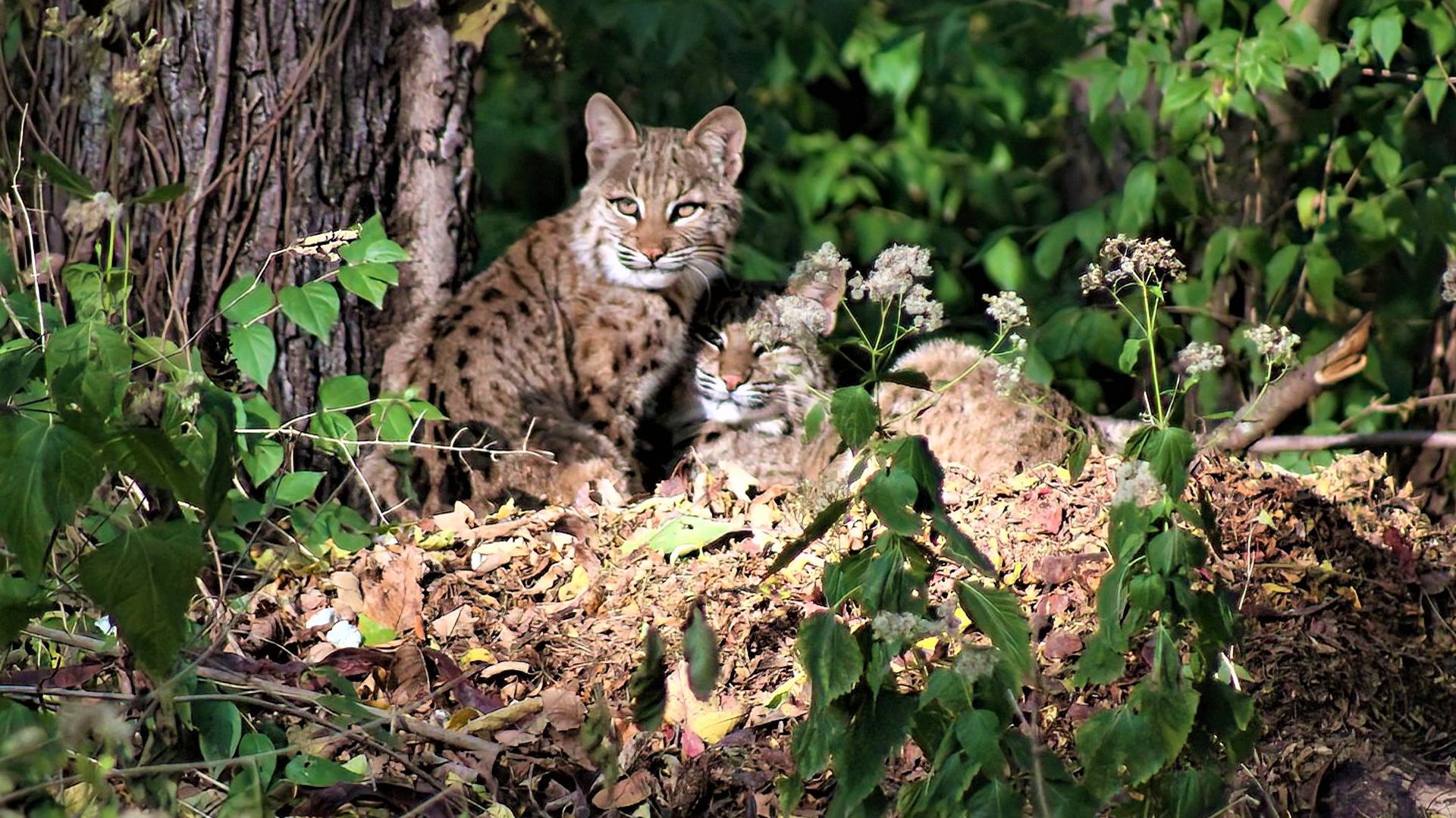 A photo of bobcats