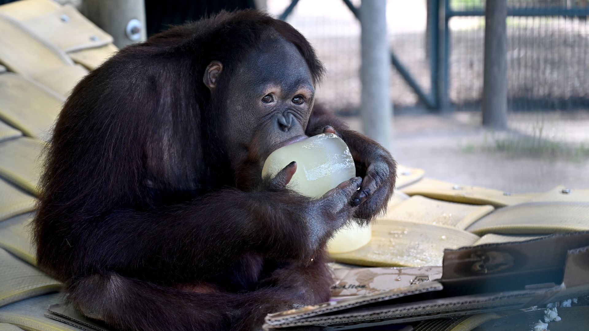 An orangutan holding a giant thing of ice and sipping on it.