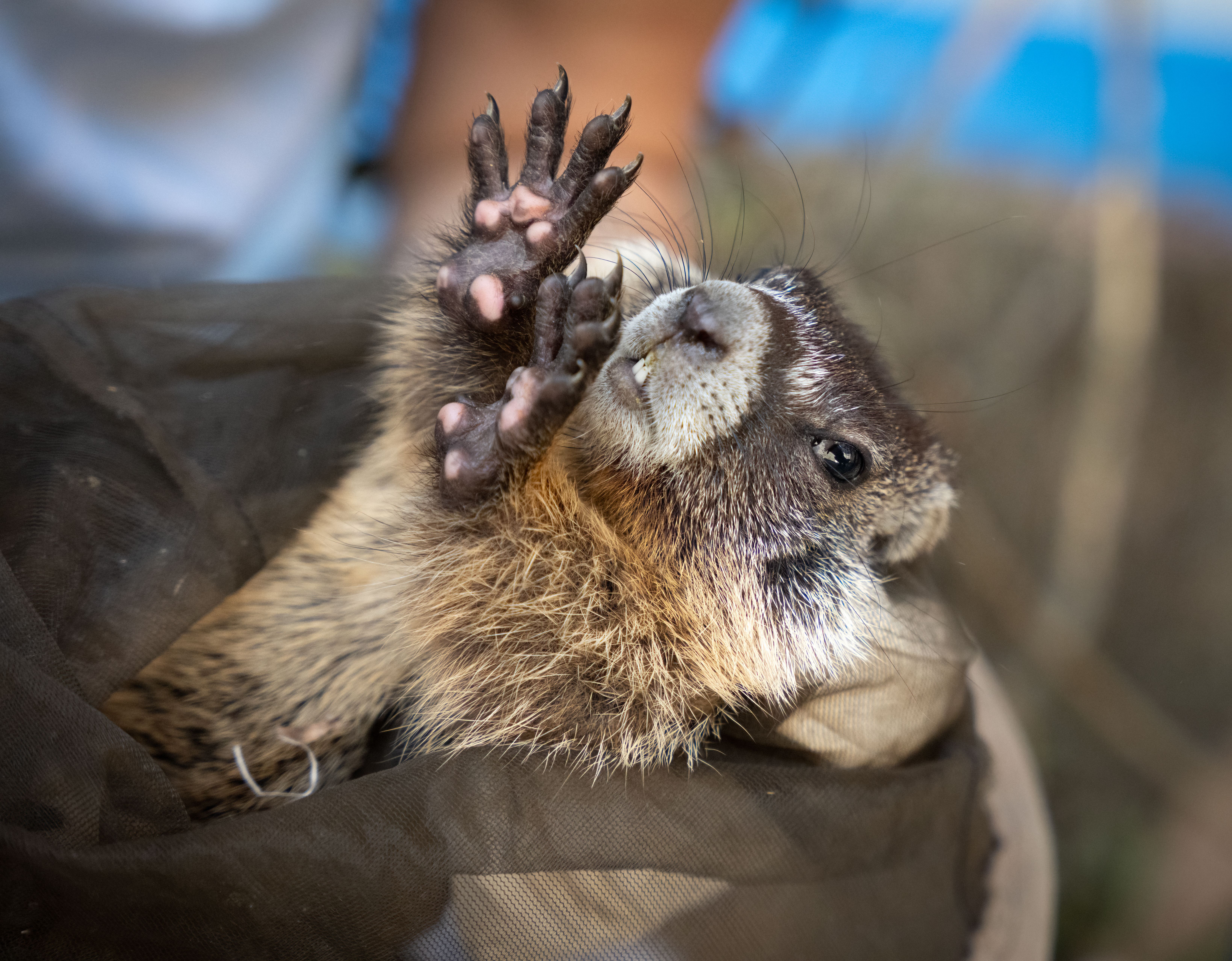 Close-up of a small mammal's paw with five dark claws raised, brown fur and pink pads; partial face with whiskers visible, held by a person in brown clothing, blue blurred background.