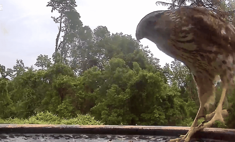 A hawk in a bird bath.