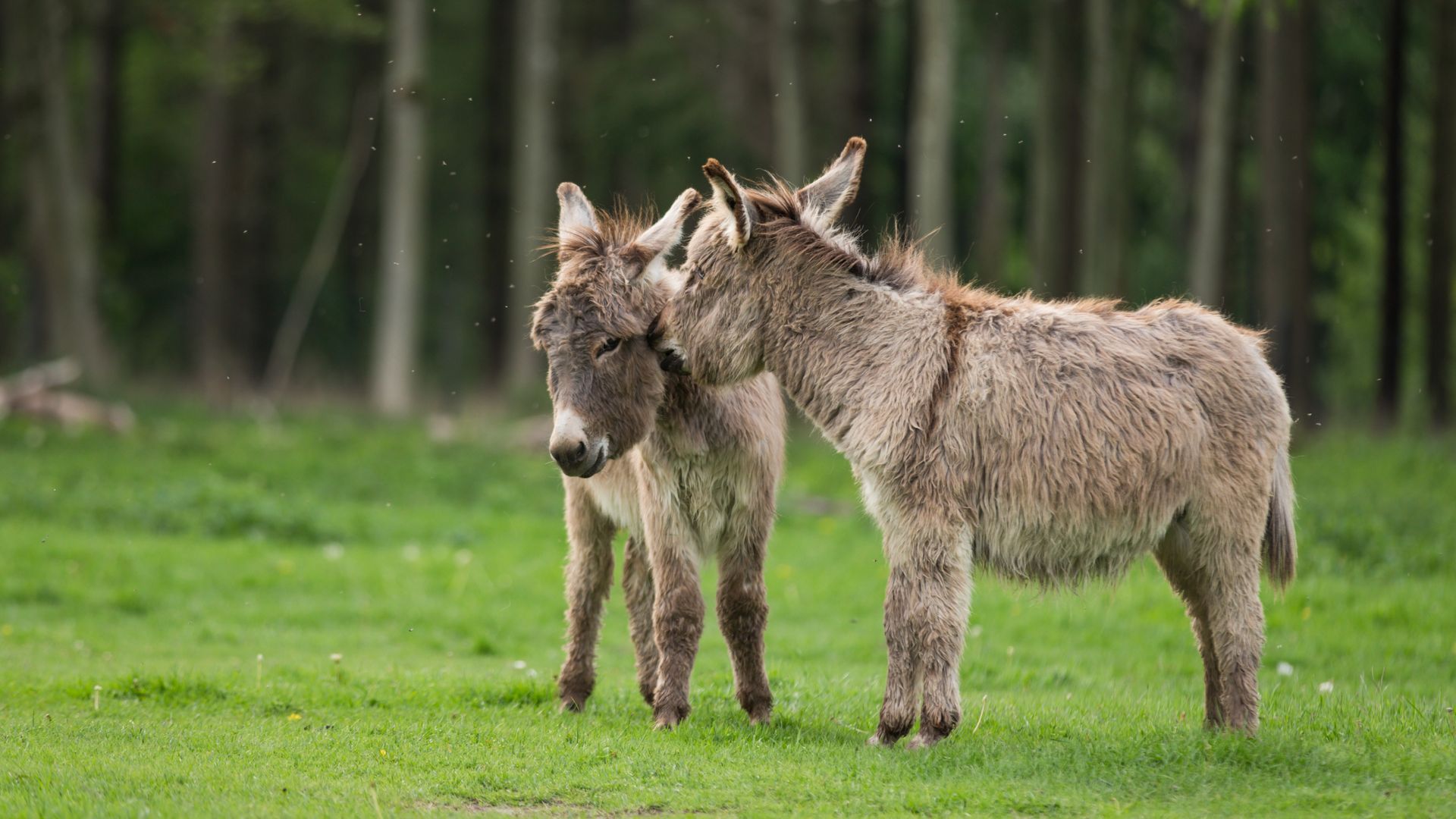 Photo of two donkeys