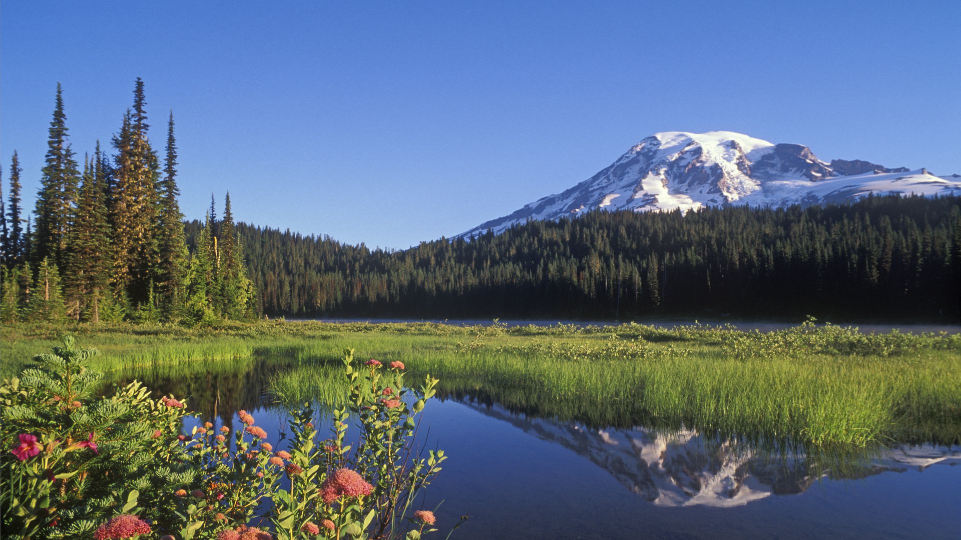 A view of Mount Rainier across a meadow and lake. 