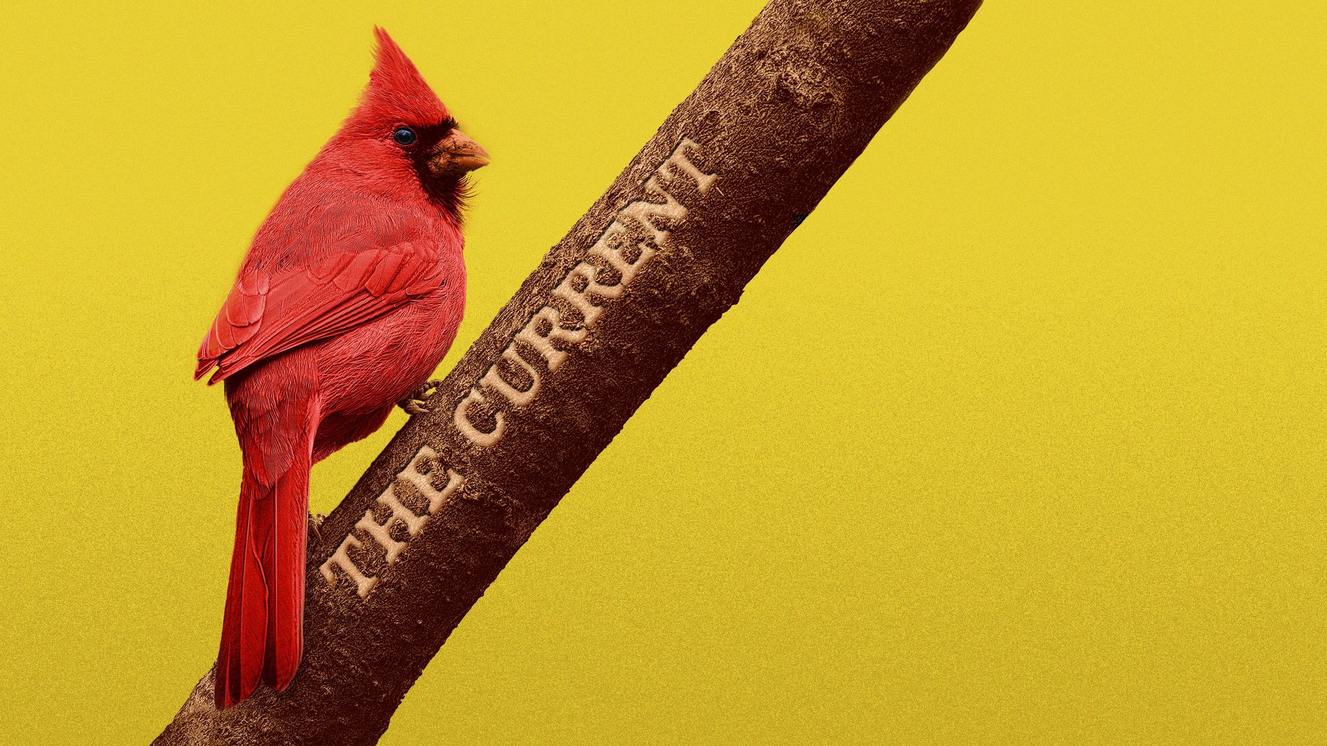 Illustration of a cardinal sitting on a branch with "The Current" carved into the branch.