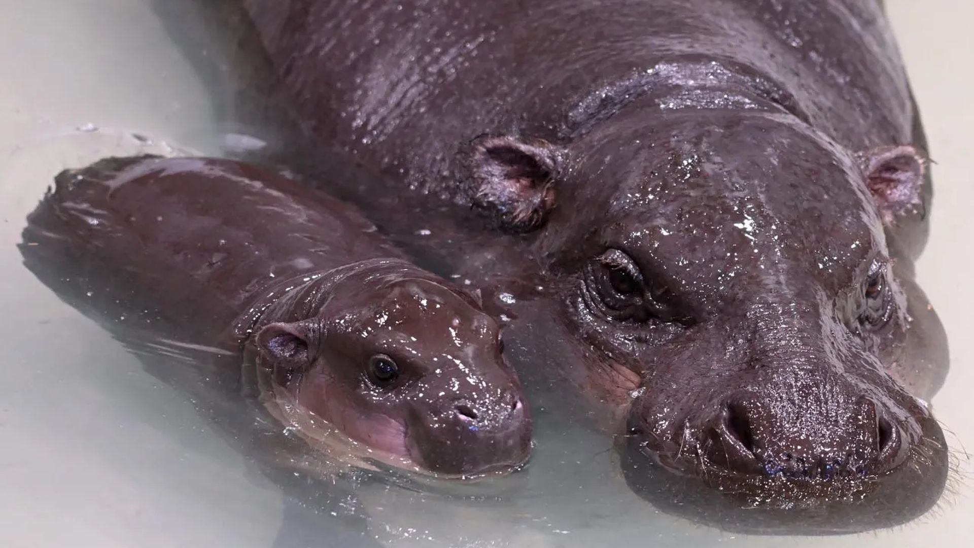 A baby pygmy hippo swimming with her mom who is on the right
