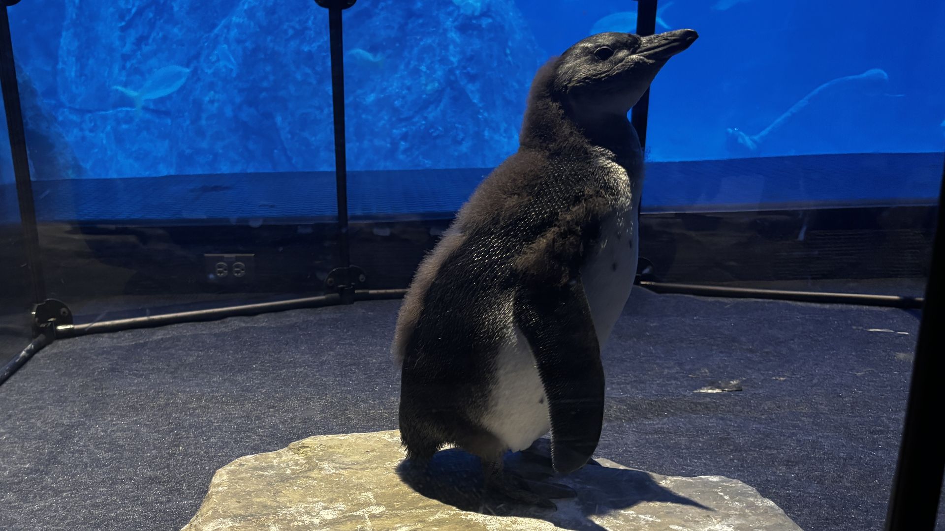 A young penguin stands on a rock inside an enclosure with blue water in the background. A sign below reads, "HELLO MY NAME IS SCRAPPY."