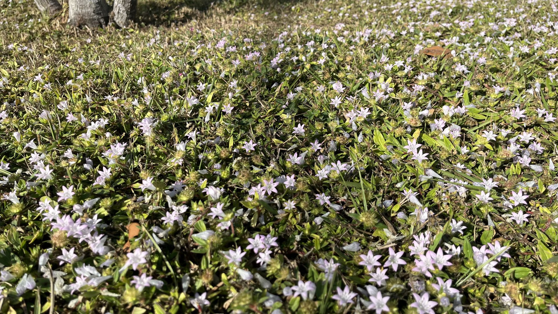 Close-up of a grassy ground covered with many small, pale purple star-shaped flowers under bright sunlight, with a tree trunk partially visible in the background.