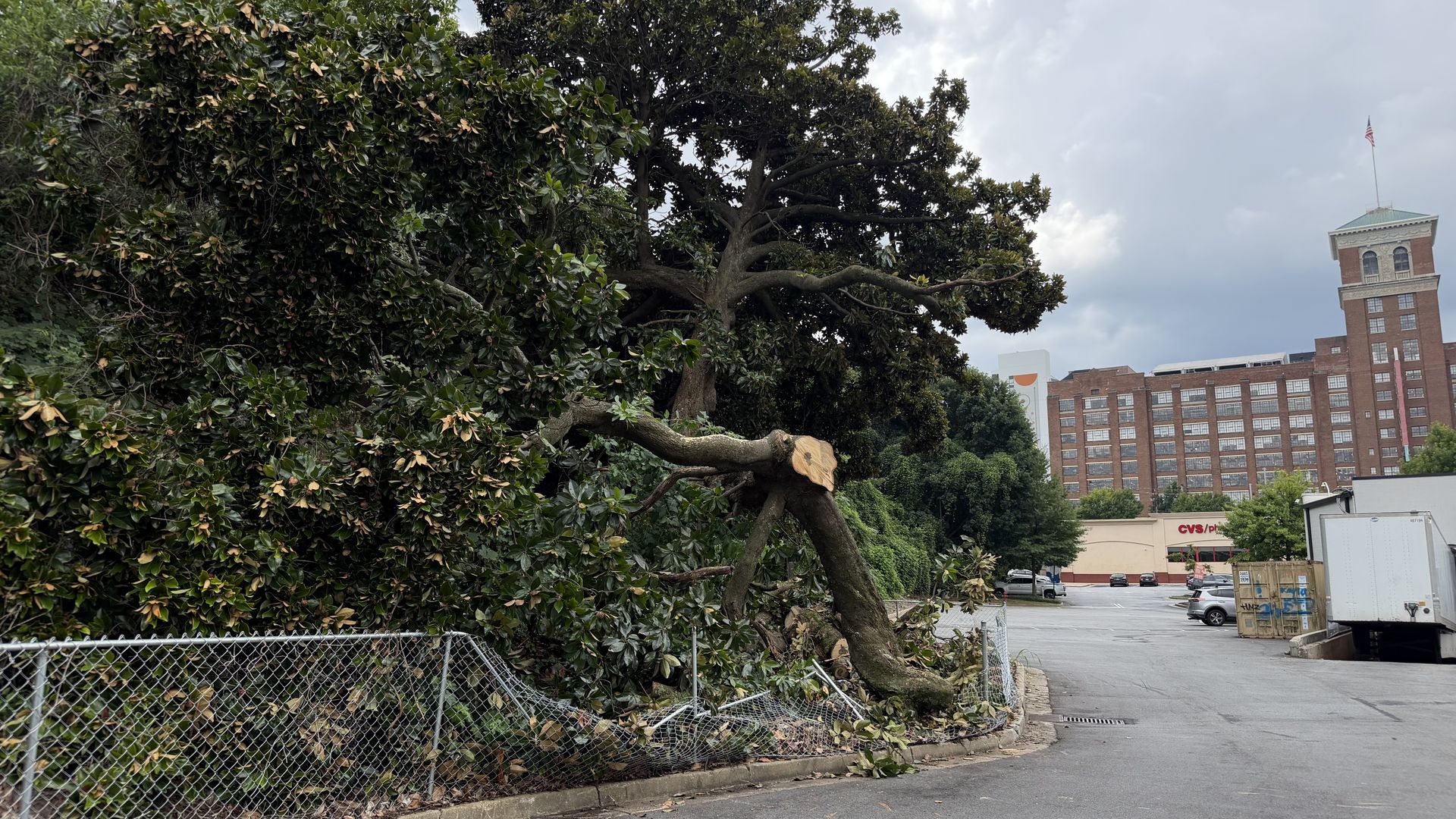 Massive magnolia tree with thick branches and glossy green leaves towers over a chain-link fence in an urban lot. In the background, brick building with a tower and flag sits under a cloudy sky.