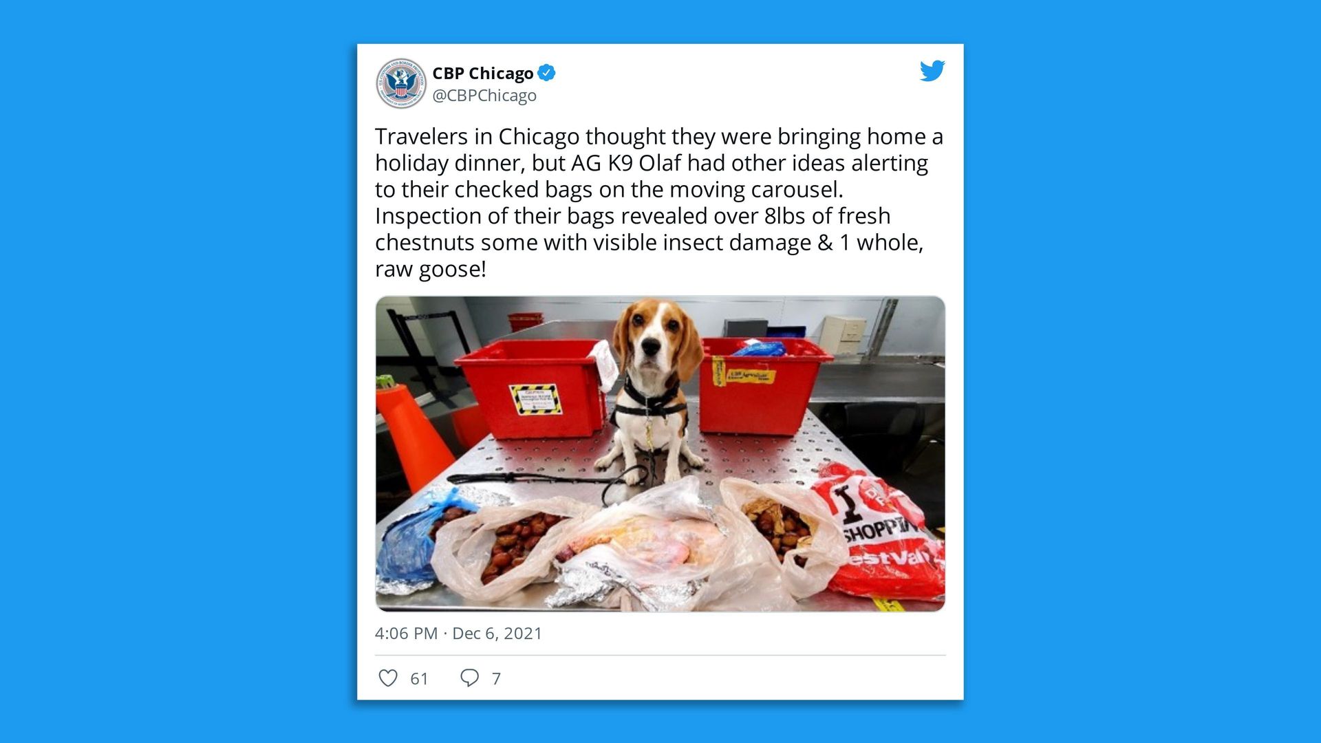 A tweet showing Olaf the wonder sniffer found chestnuts and a raw goose in the luggage of an incoming passenger at O'Hare this week. 