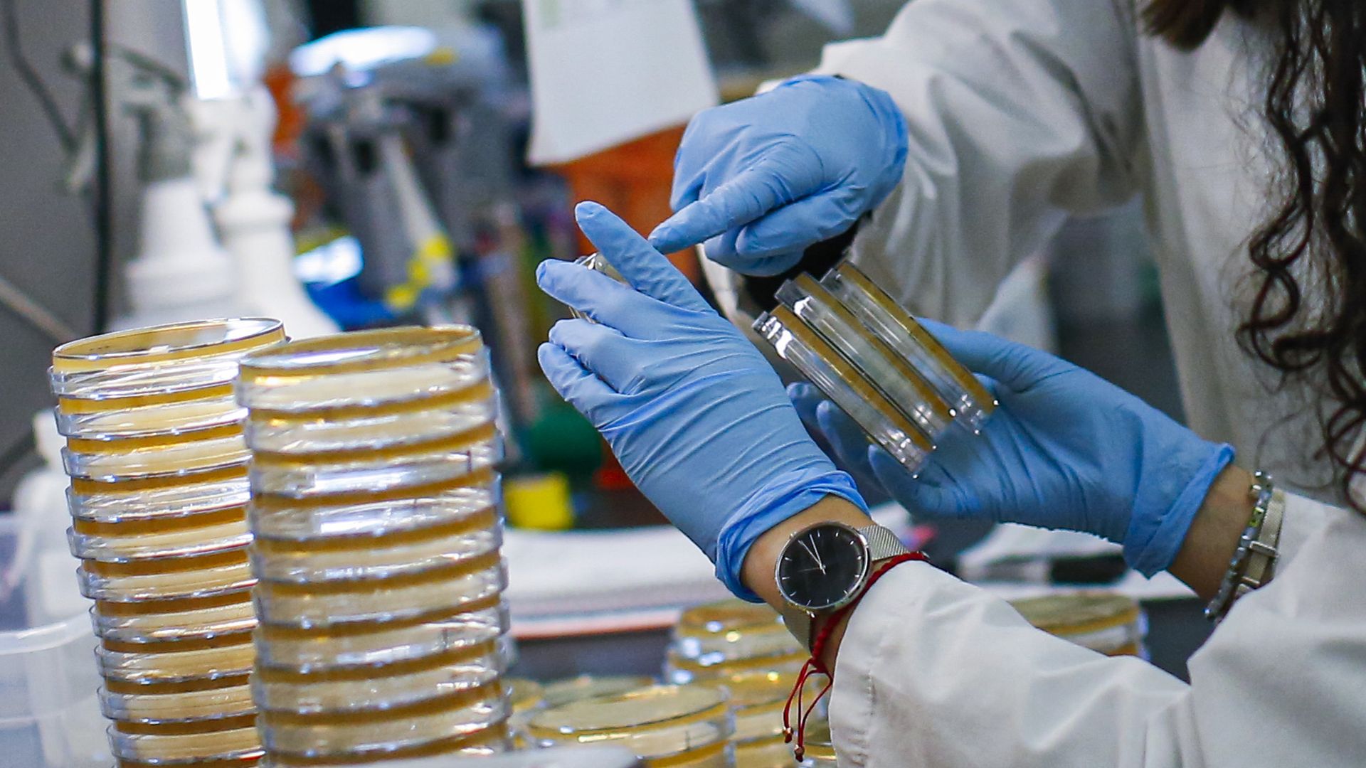 A person's blue gloves hold several samples of coronavirus tests.