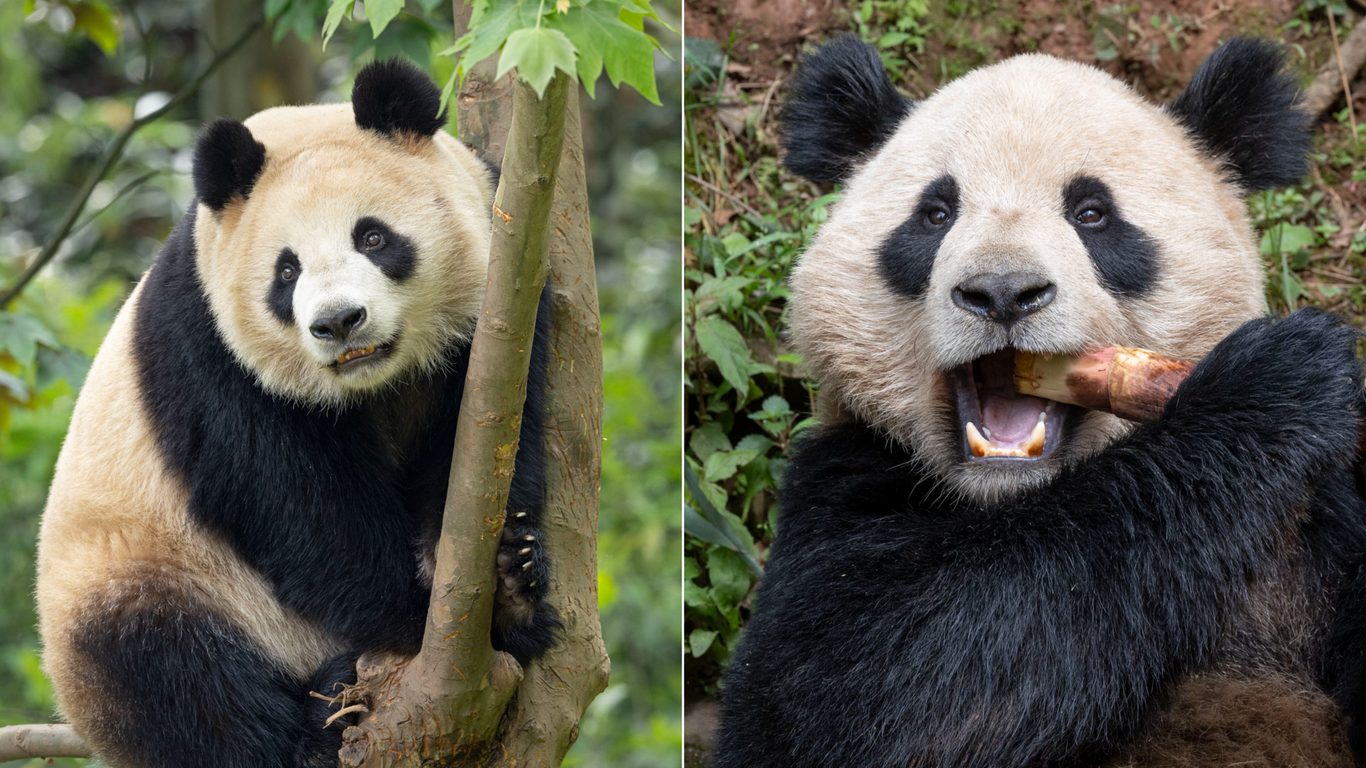 Giant pandas arrive safely at the San Diego Zoo from China - Axios San ...