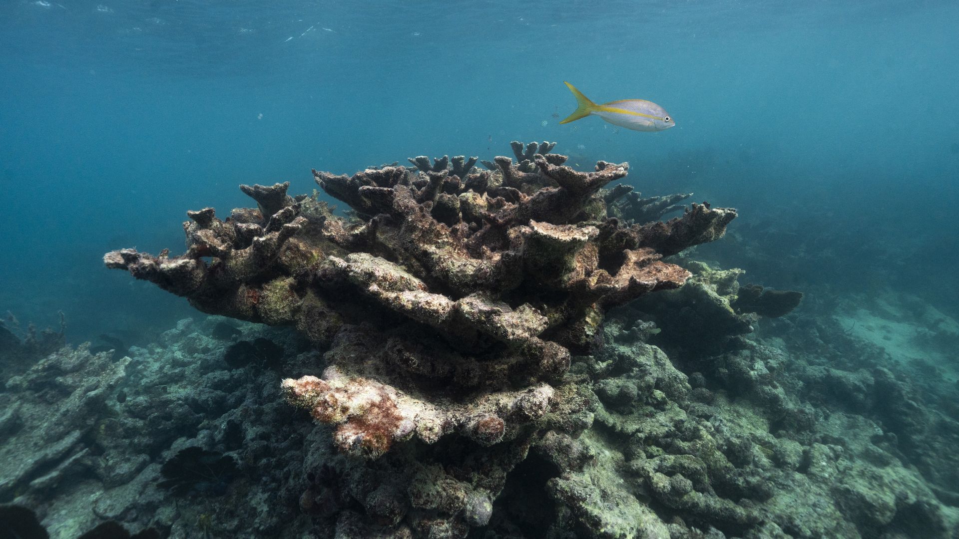 Dead elkhorn coral stand at a site called Horseshoe near Elbow Reef off the coast of Key Largo, FL on November 28, 2023. 