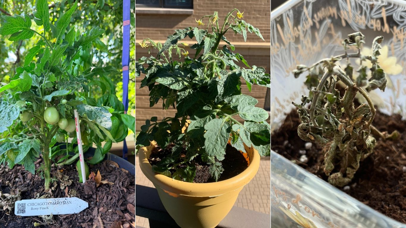 The Axios Chicago tomato challenge proves challenging