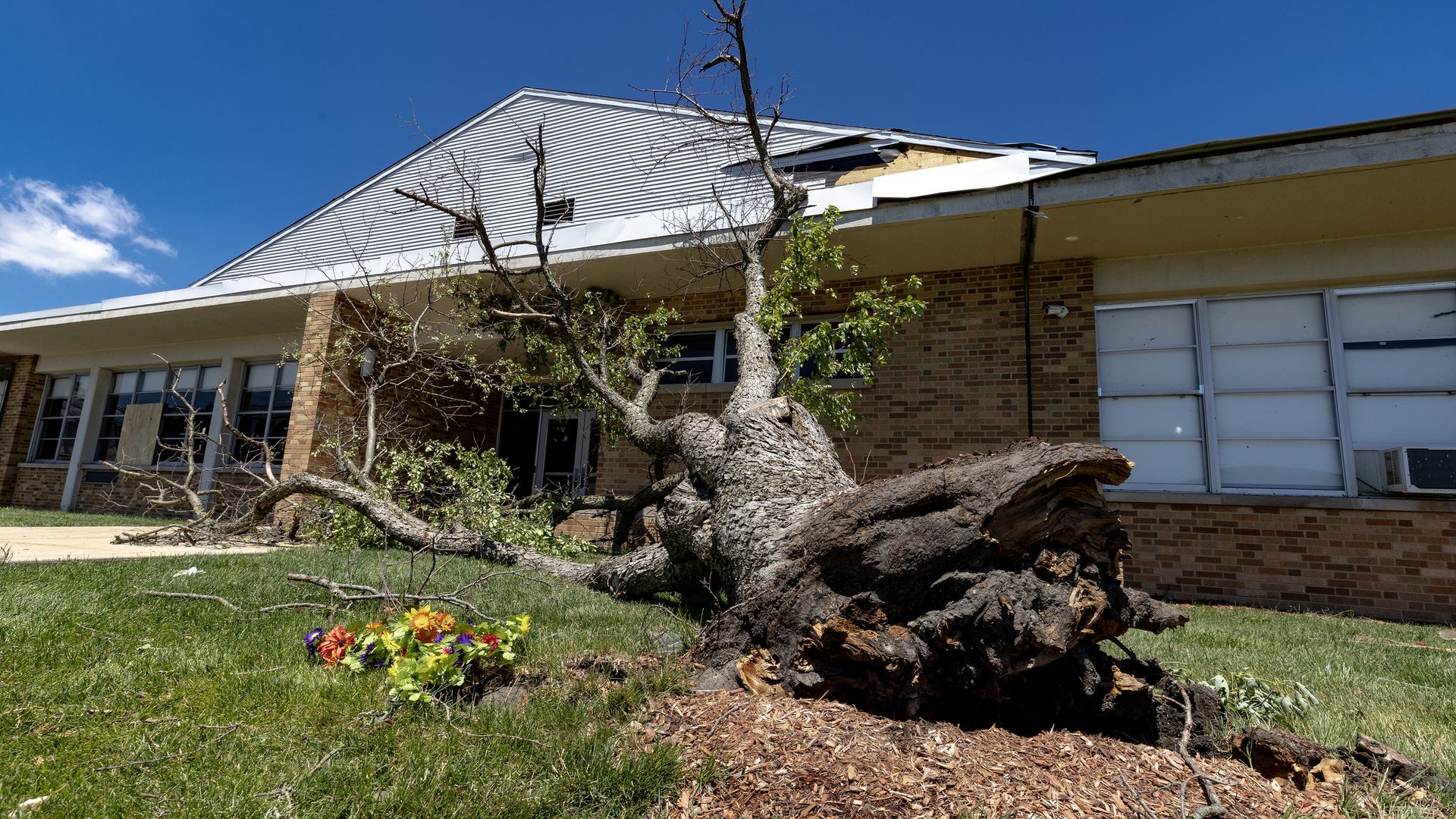 An uprooted tree lies across a grassy lawn in front of a brick building with large windows; a damaged roof edge, bright blue sky, and colorful flowers in the foreground complete the scene.