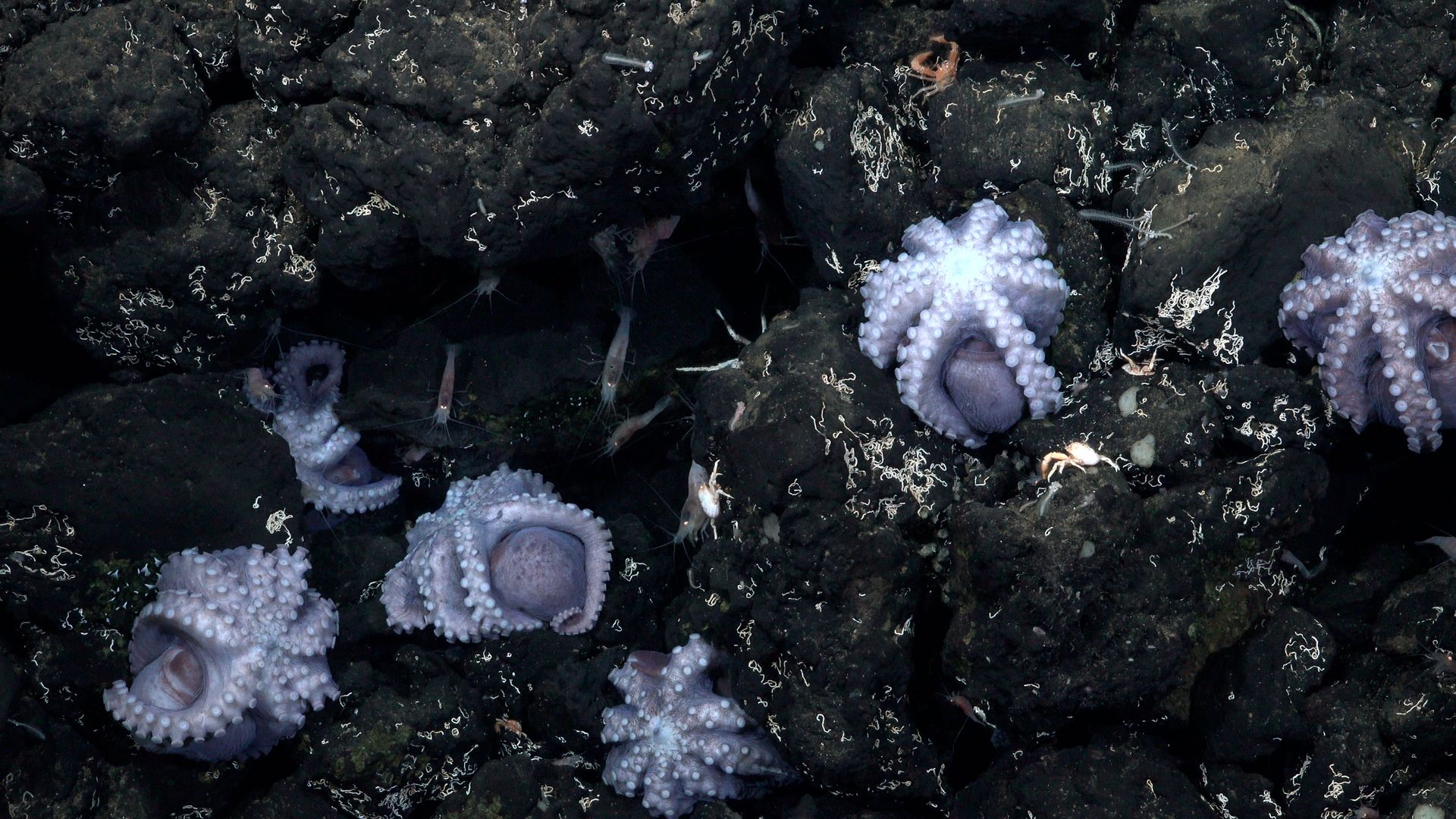 Several octopuses brooding on a rocks