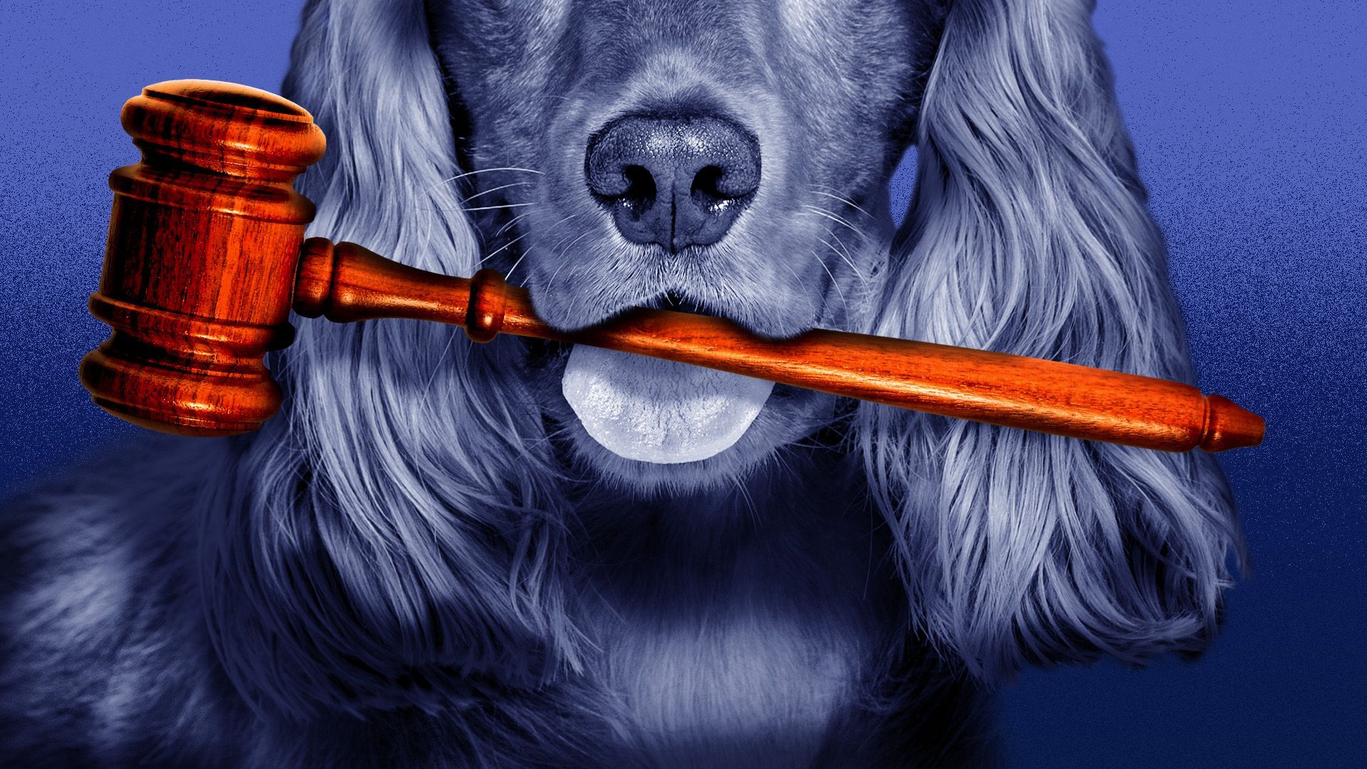 Illustration of a dog holding a gavel in it's mouth like a stick