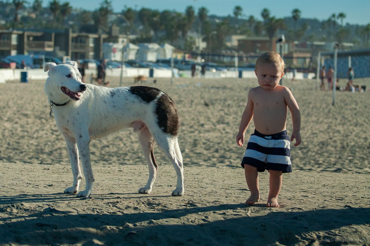 A toddler in striped swim trunks walks with a white and brown spotted dog on the beach. 