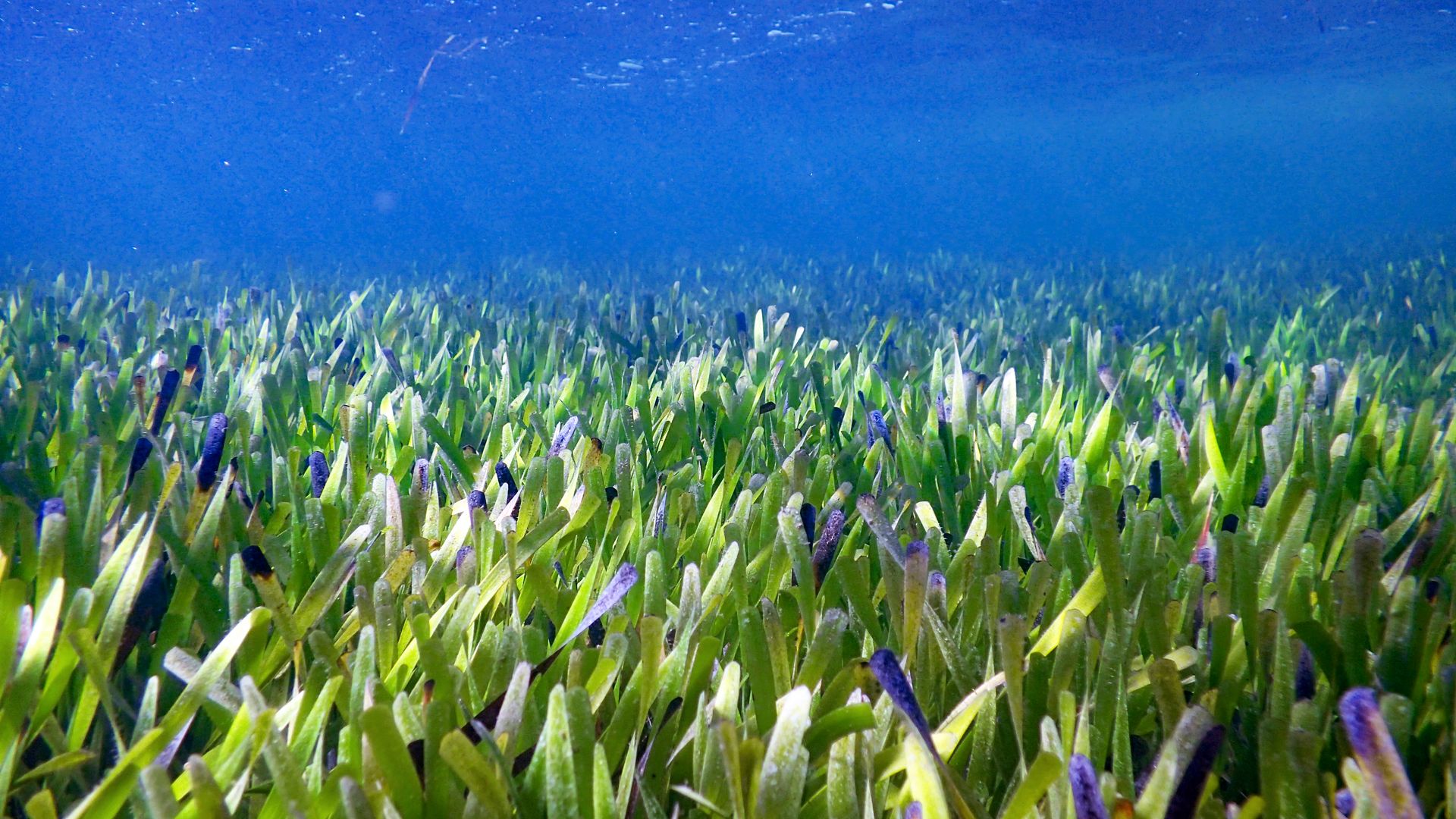 Underwater photo of seagrass in Shark Bay