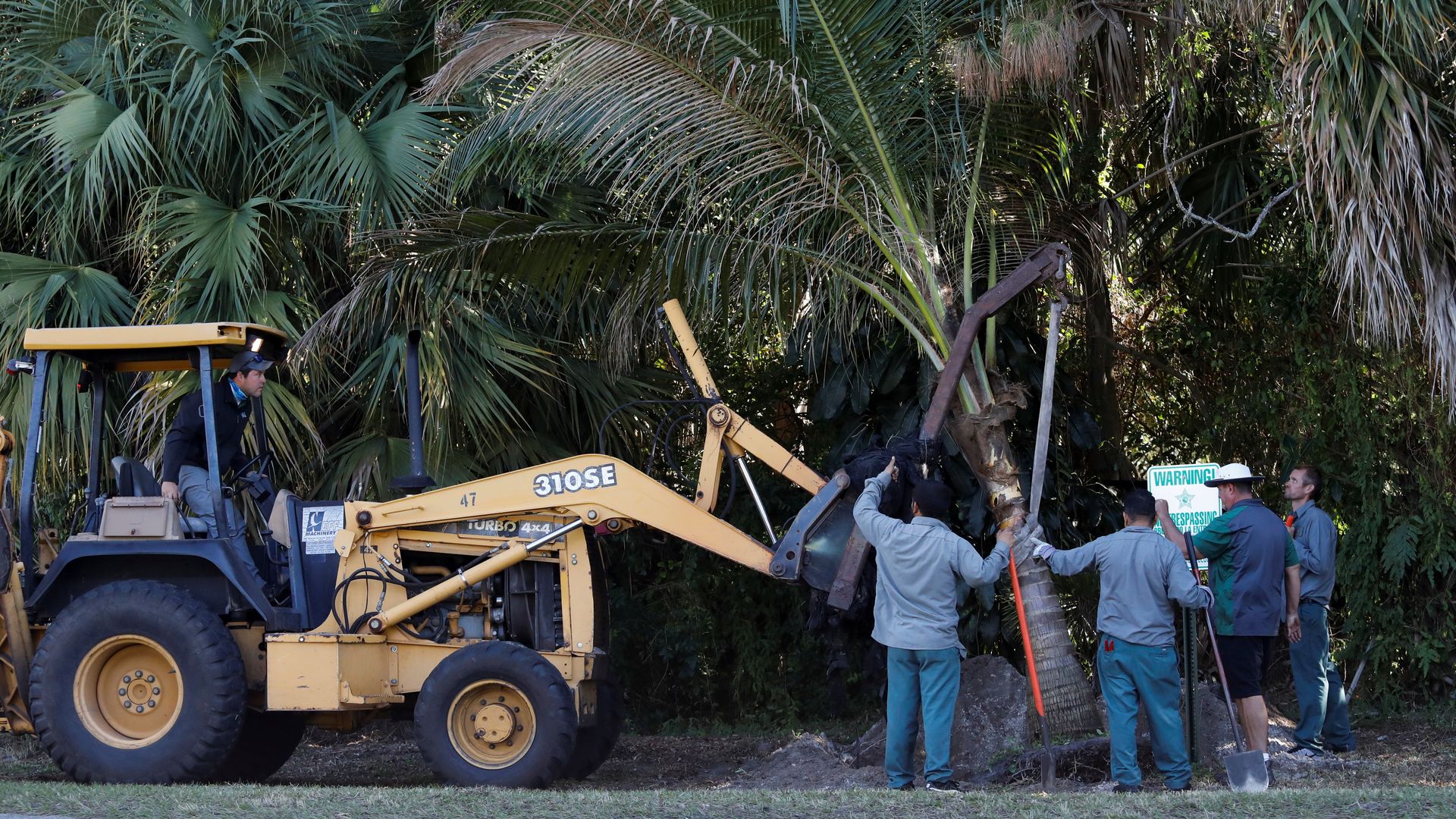 Workers are seen installing a palm tree near one of former President Trump's golf courses.