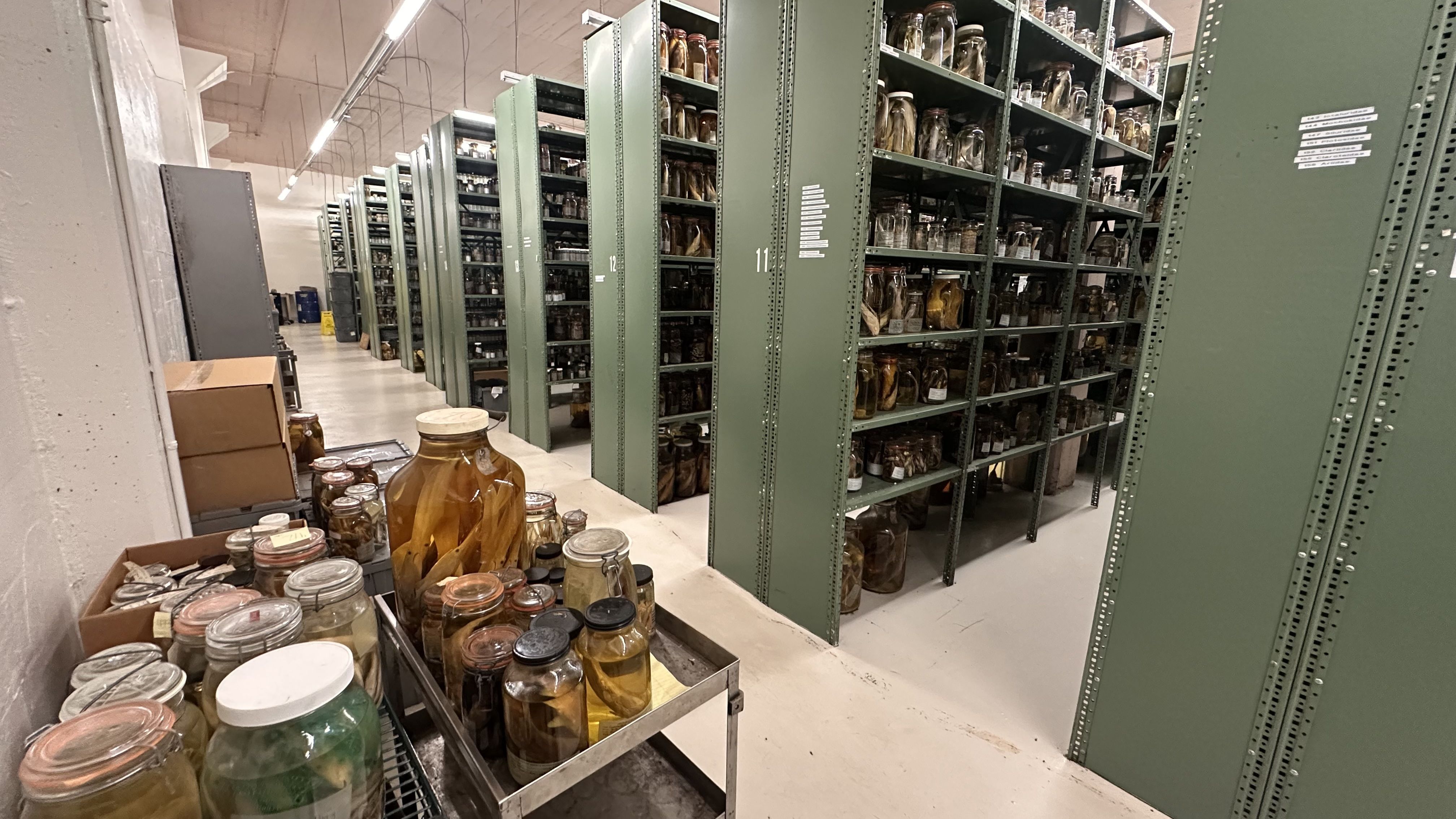 Rows of metal shelves in a storage room holding numerous jars with preserved specimens in yellowish liquid under bright ceiling lights.