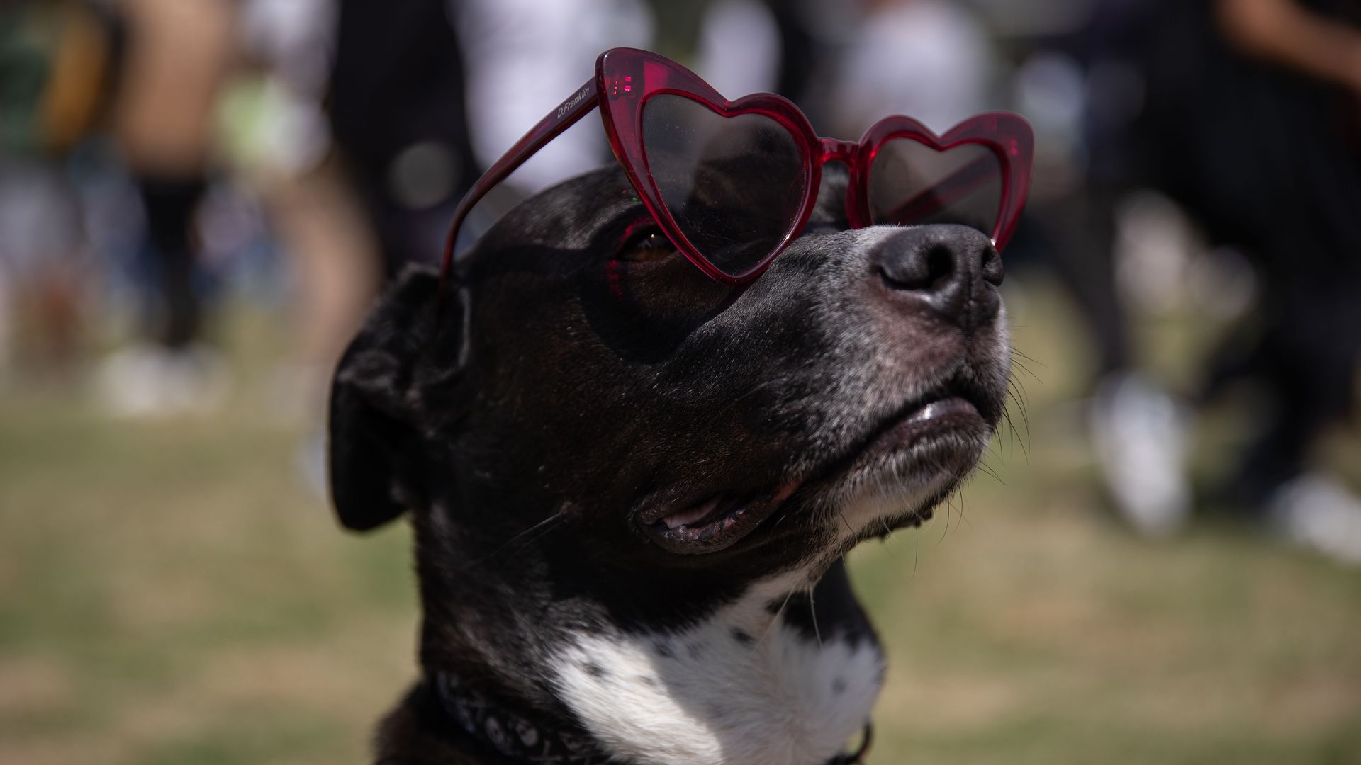 A dog with sunglasses on looks skywards