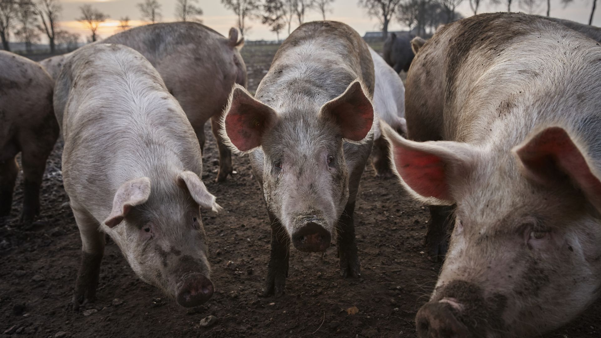 Pigs on a farm