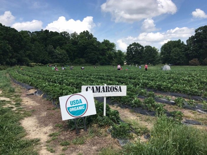 wise acres organic strawberry farm