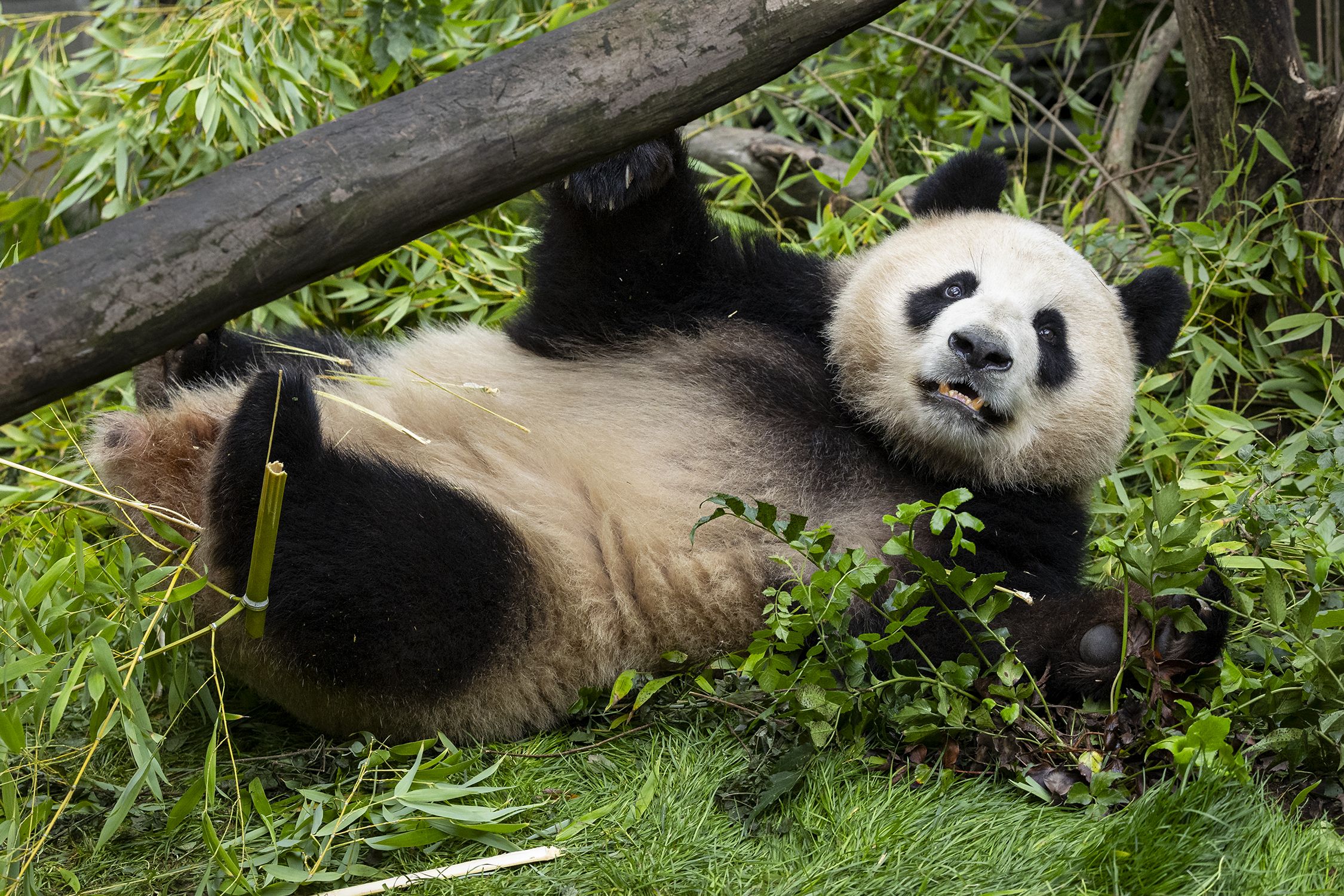 Xin Bao in her new habitat. Photo: San Diego Zoo Wildlife Alliance