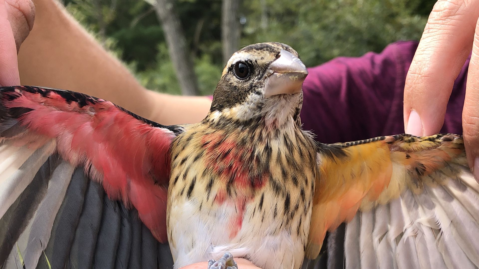 bilateral gynandromorph Rose-breasted Grosbeak