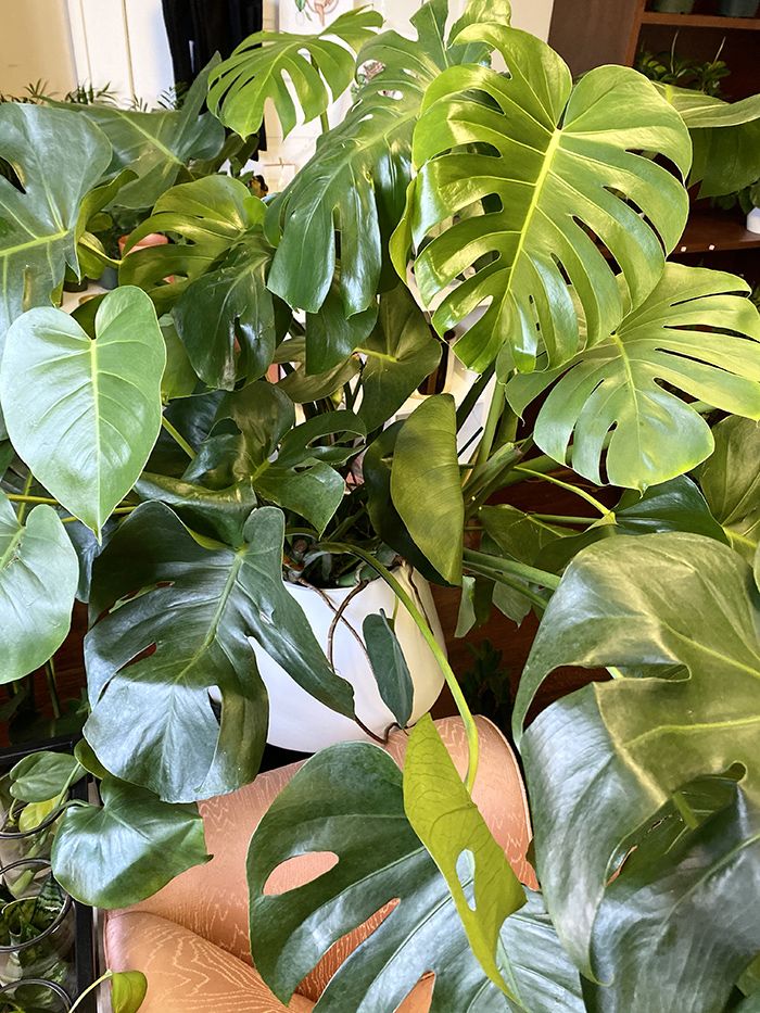 Grandmama Shades of Moss house plant