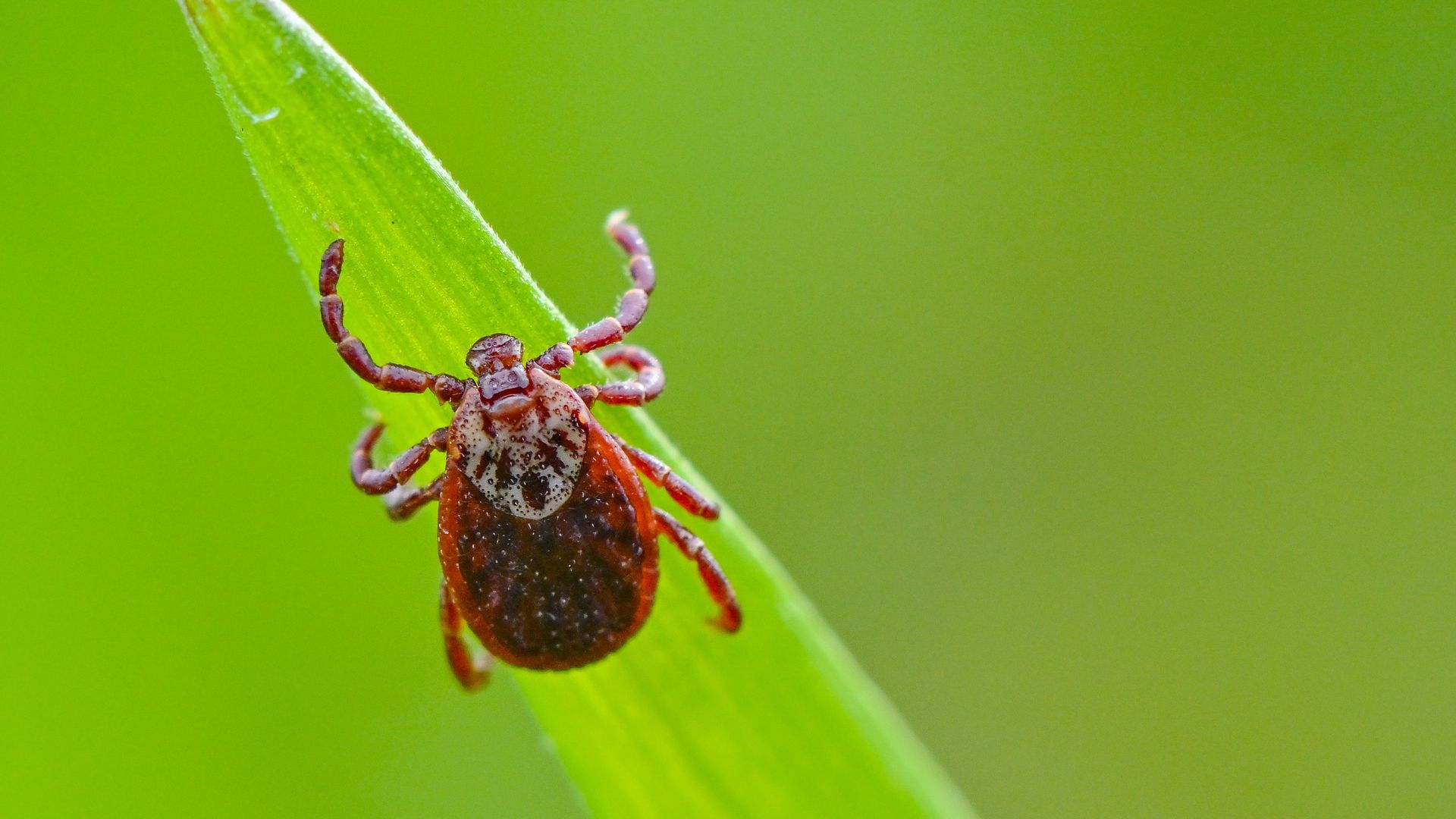 A tick crawls up a leaf. 