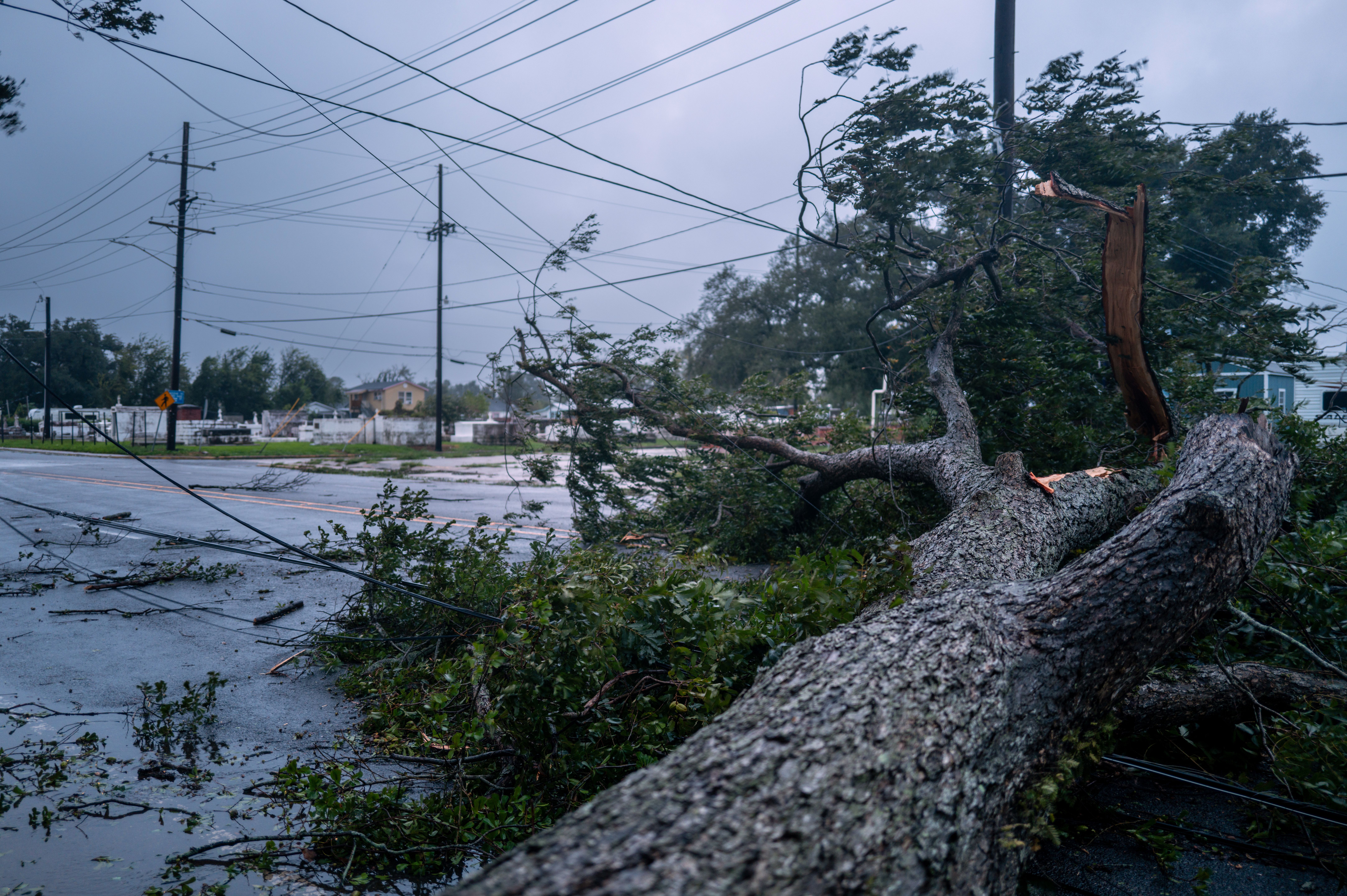 A tree is seen fallen across a street into power lines.