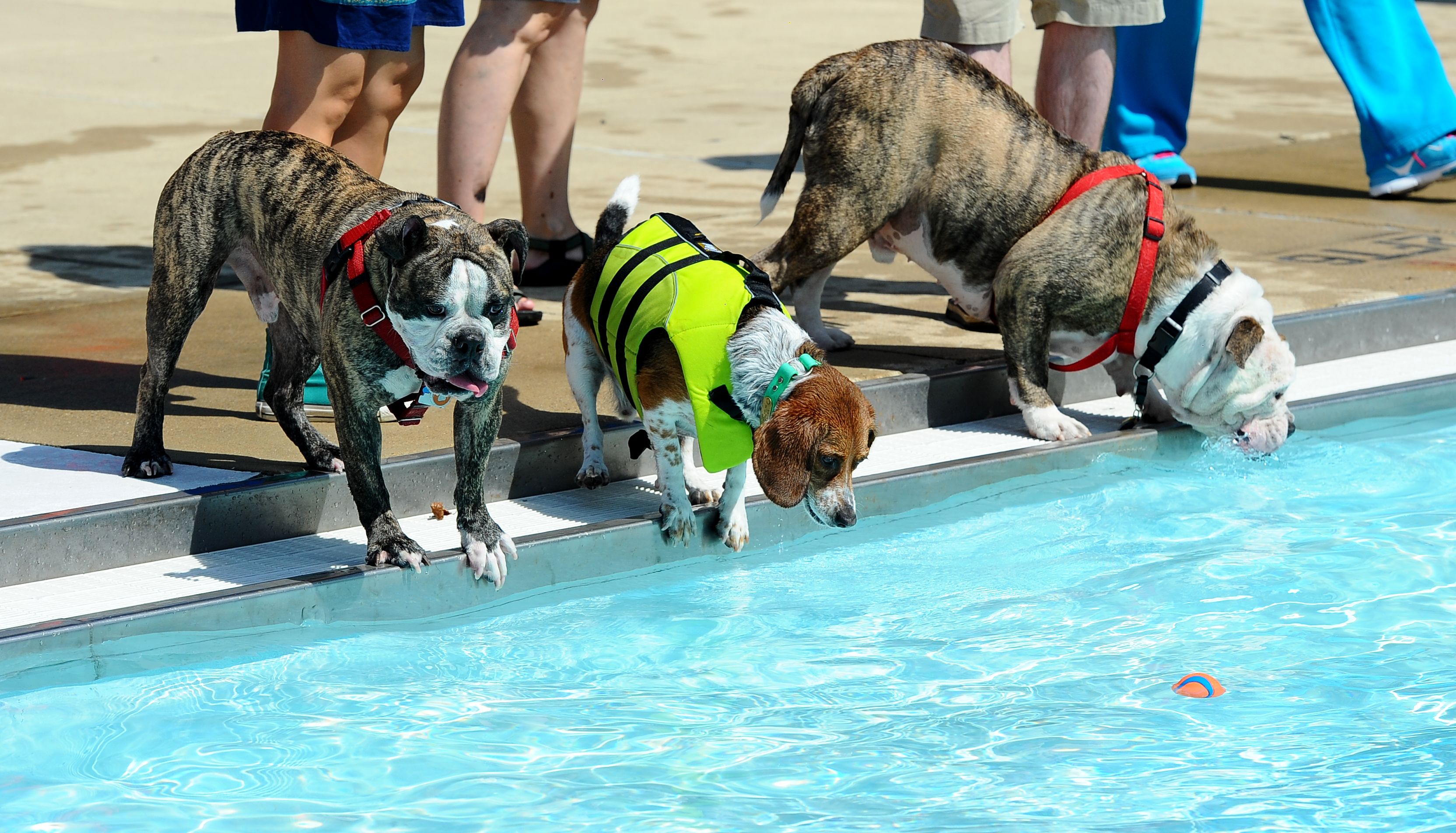Dogs look into a pool