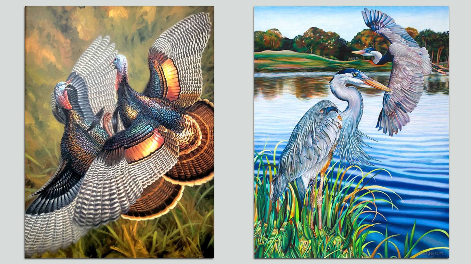 Two vibrant bird paintings: left shows two turkeys with fanned, iridescent feathers among warm grass; right shows a blue heron by a reflective lake with trees and sky.