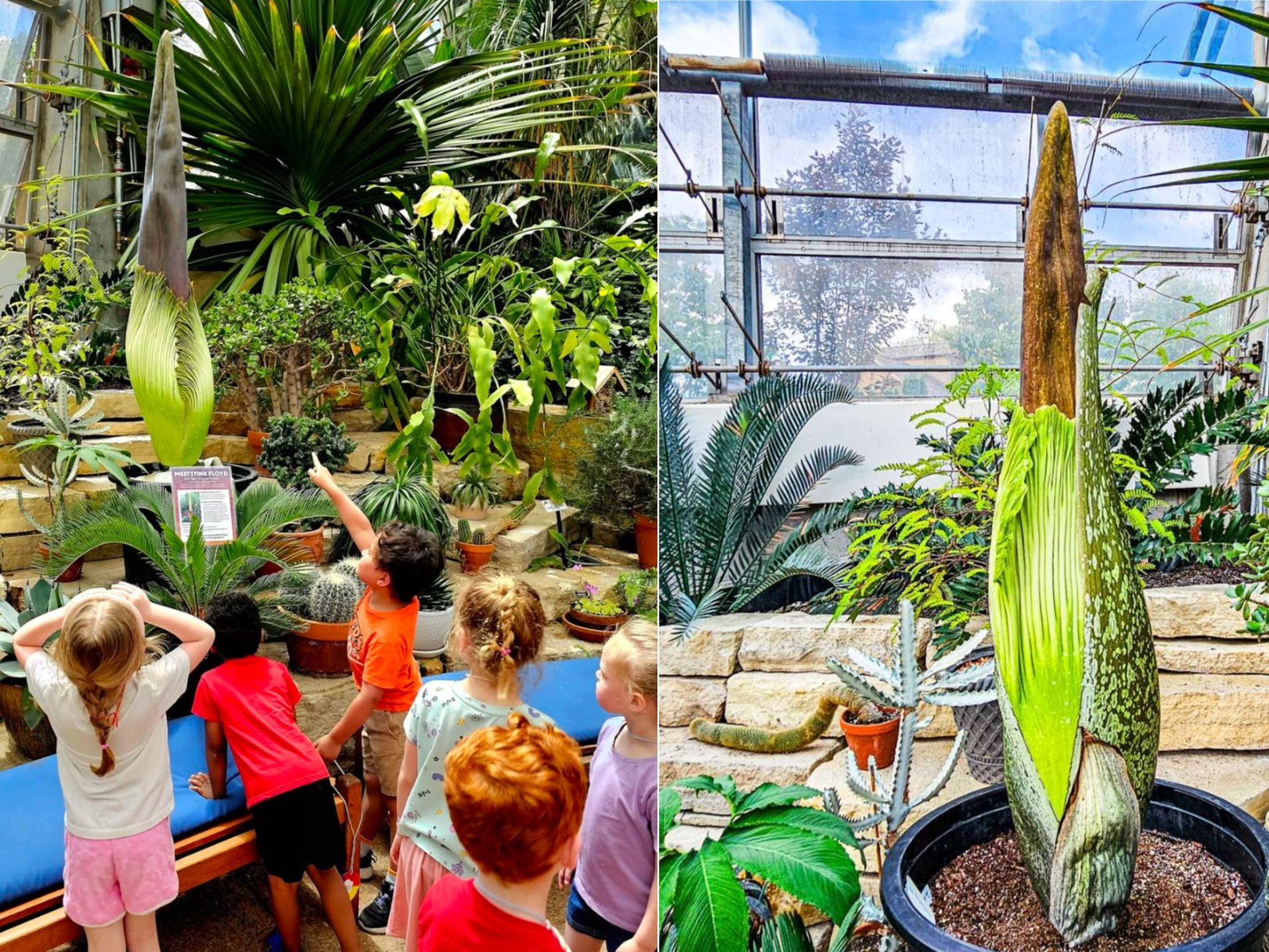 Corpse flower countdown: Stink Floyd nears bloom at Reiman Gardens