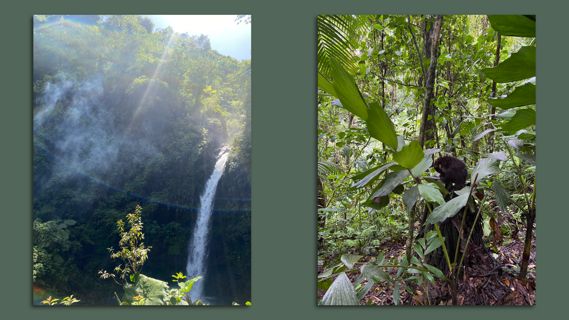 Images of a waterfall and a baby coati in Costa Rica