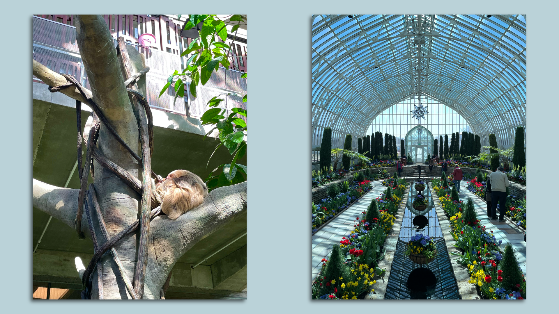 A sloth in a tree and a large glass conservatory filled with flowers.