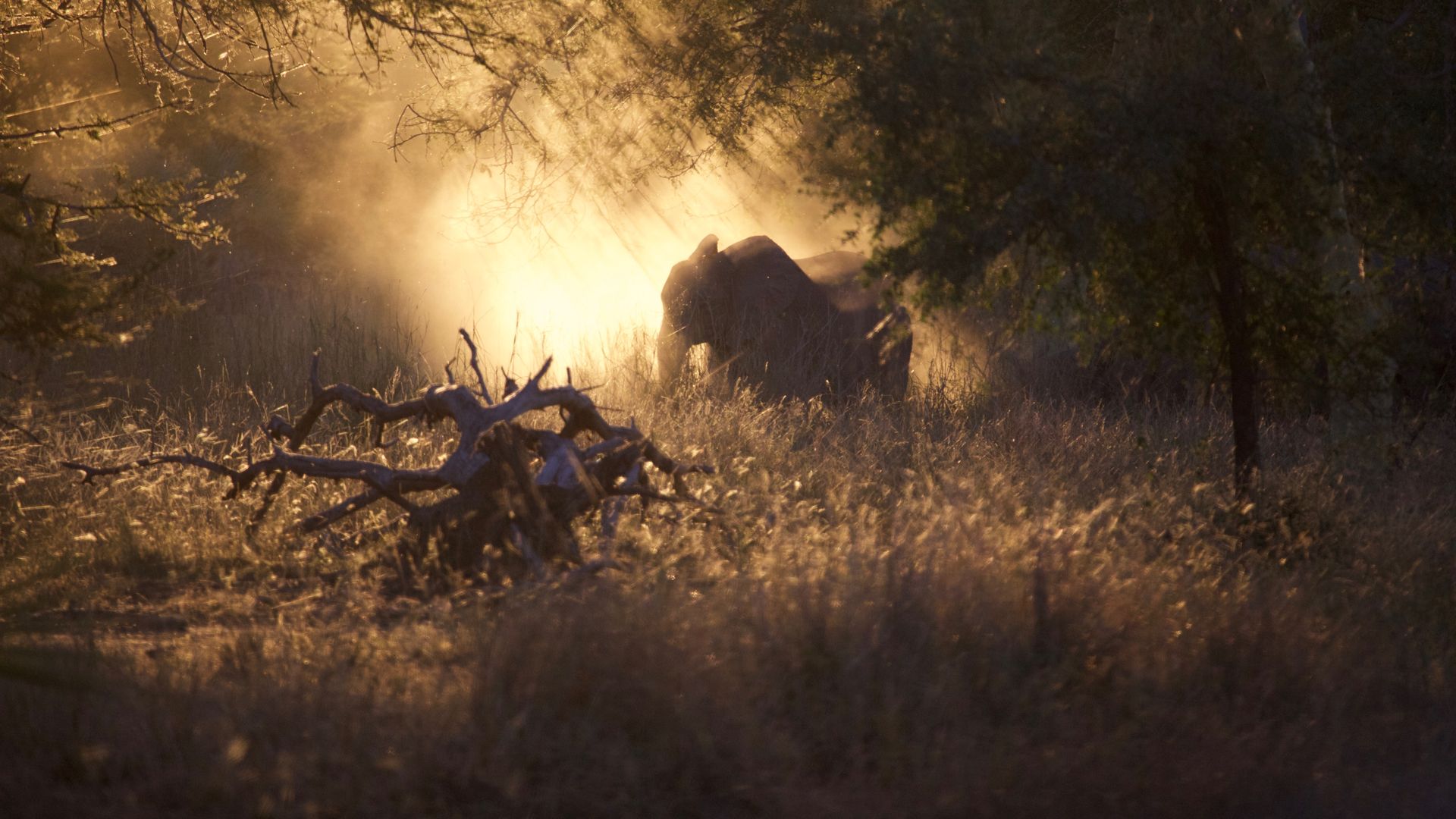 An elephant grazes at sunset in Gorongosa National Park