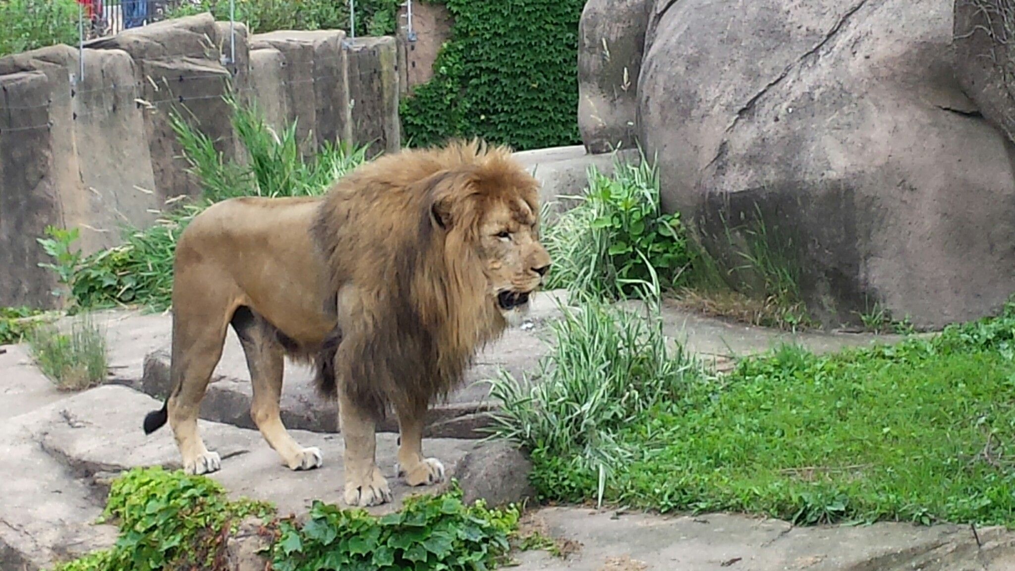 lion at zoo