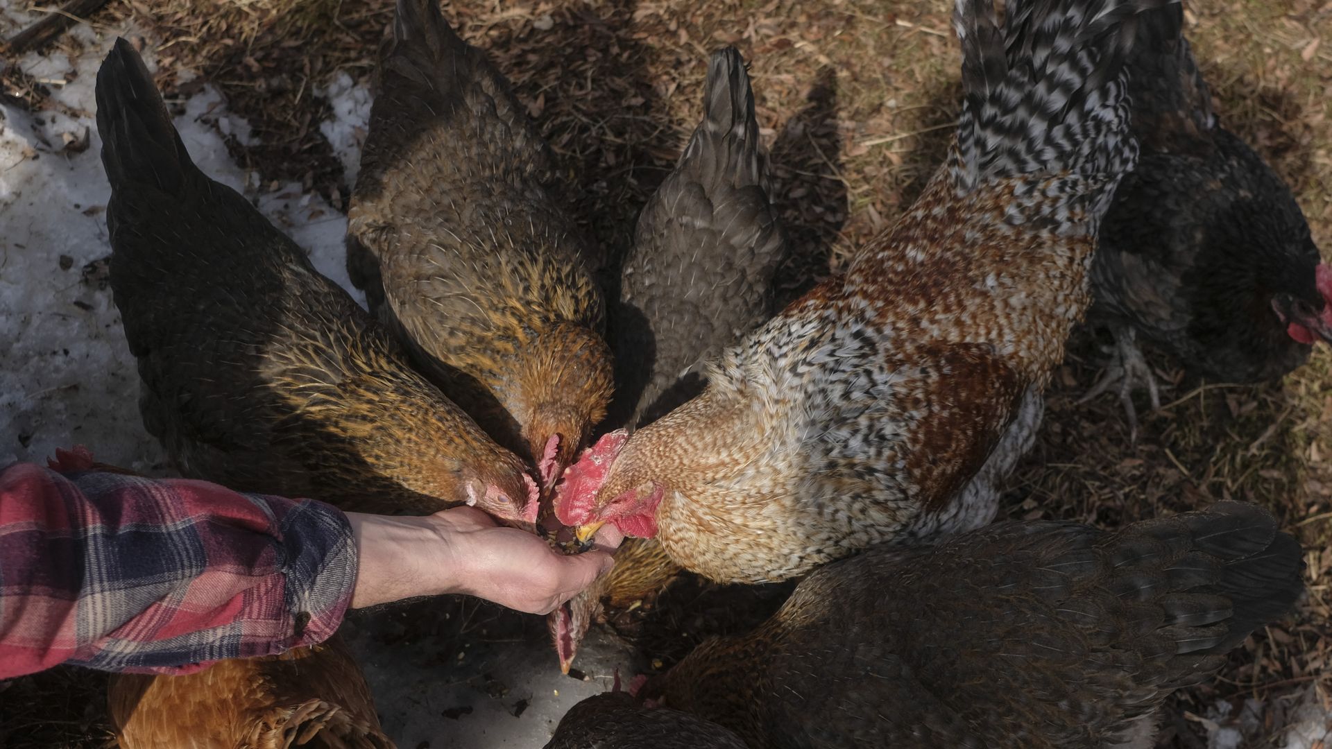 Casim Abbas, a mathematics professor at Michigan State University, feeds chickens at his small egg farm at his home in Williamston, Michigan, on February 8, 2023. 